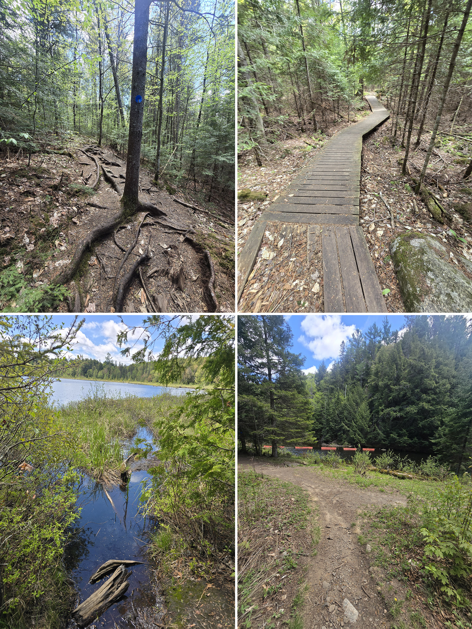 4 part image showing various views along the track and tower trail at Algonquin Provincial Park.
