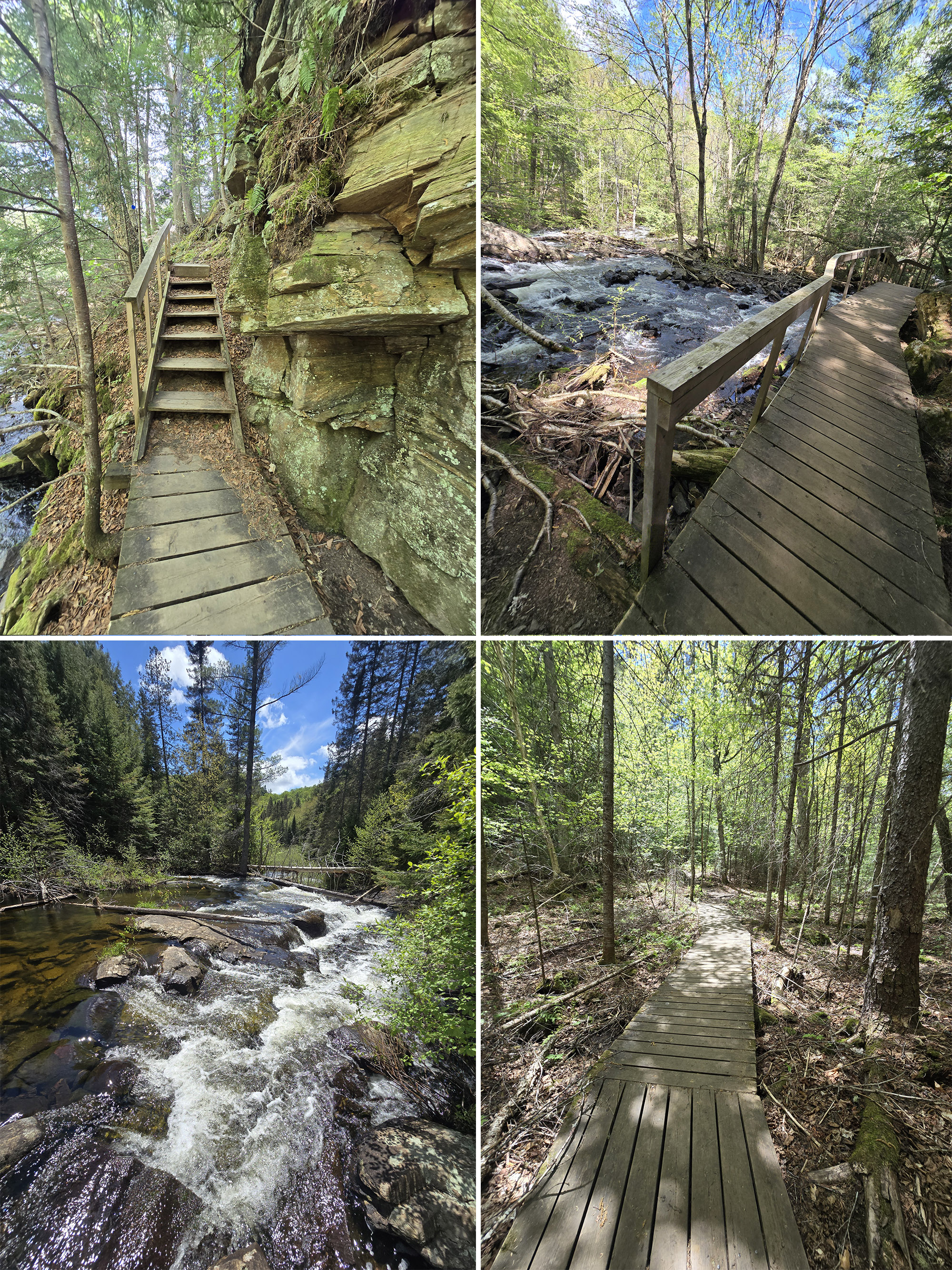 4 part image showing various views along the track and tower trail at Algonquin Provincial Park.