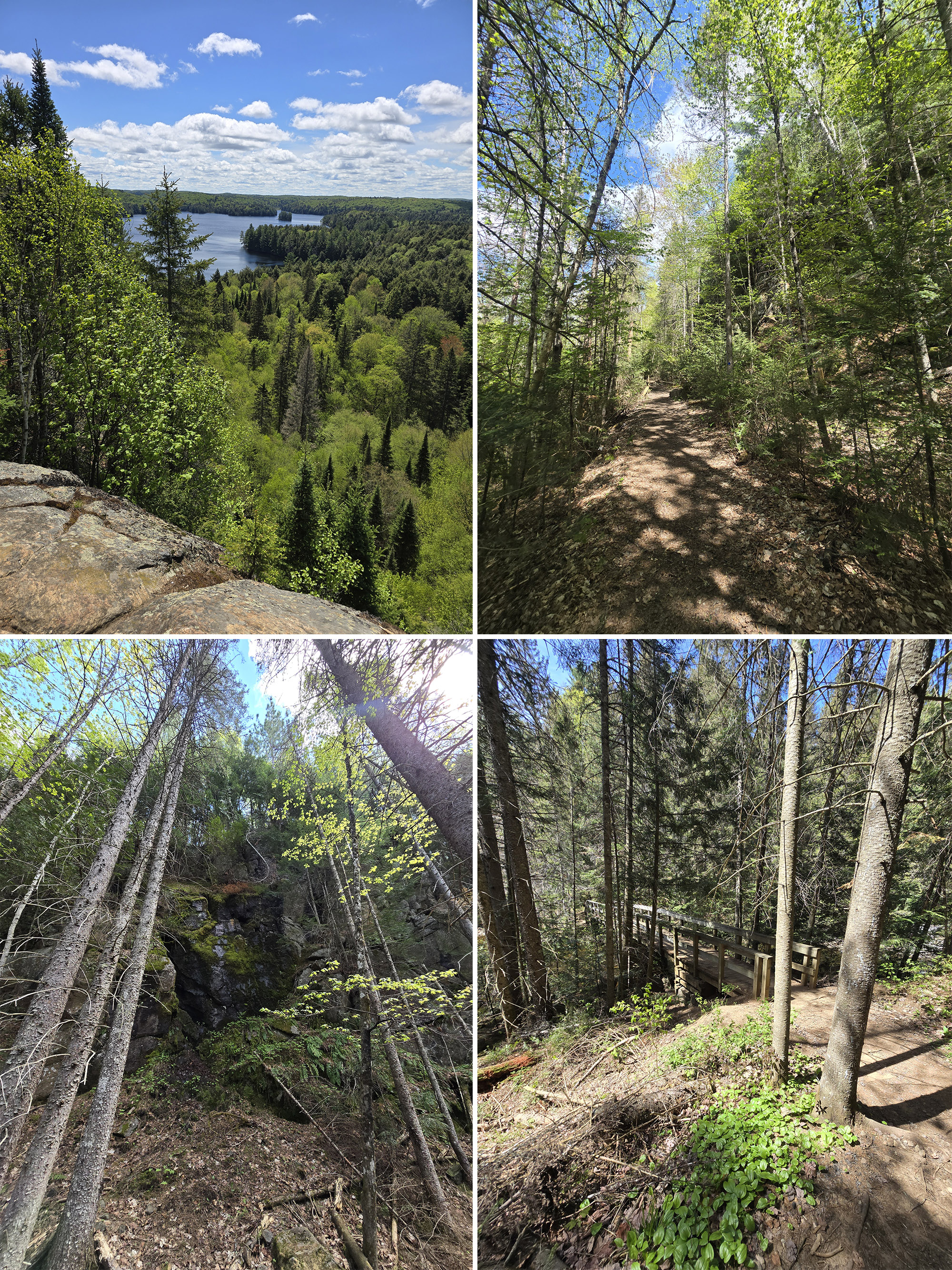 4 part image showing various views along the track and tower trail at Algonquin Provincial Park.