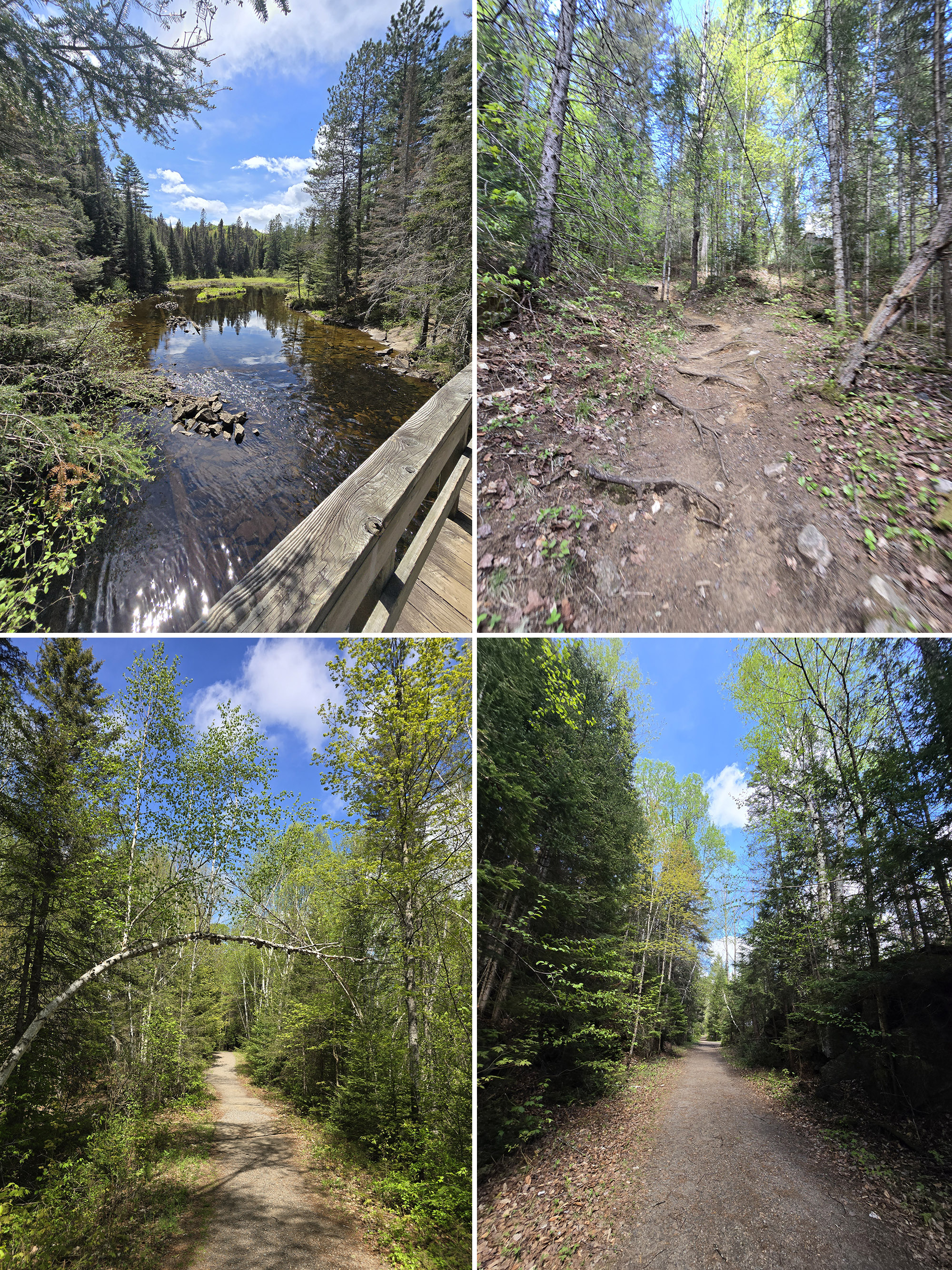 4 part image showing various views along the track and tower trail at Algonquin Provincial Park.