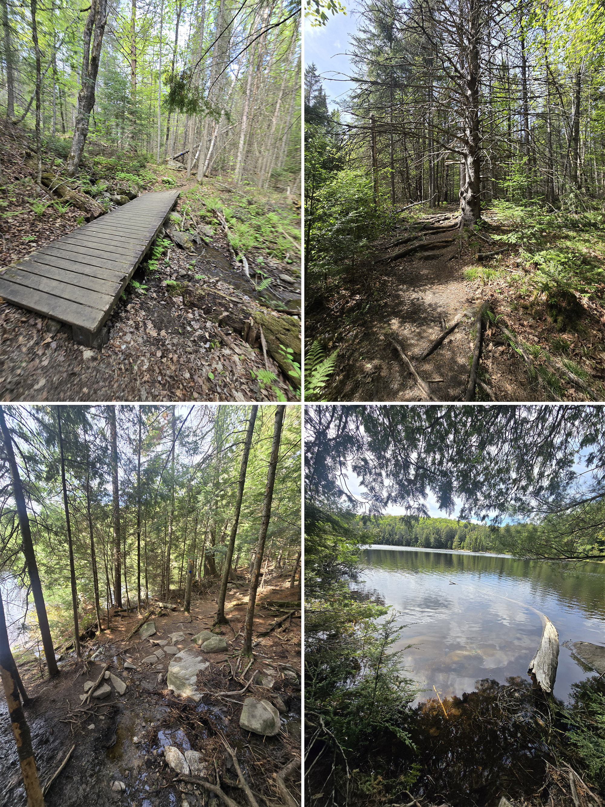 4 part image showing various views along the track and tower trail at Algonquin Provincial Park.