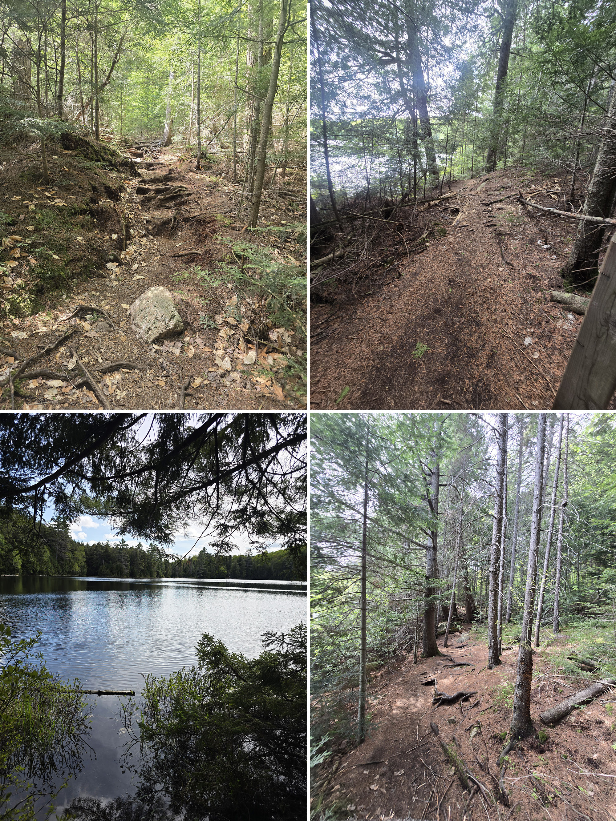 4 part image showing various views along the track and tower trail at Algonquin Provincial Park.
