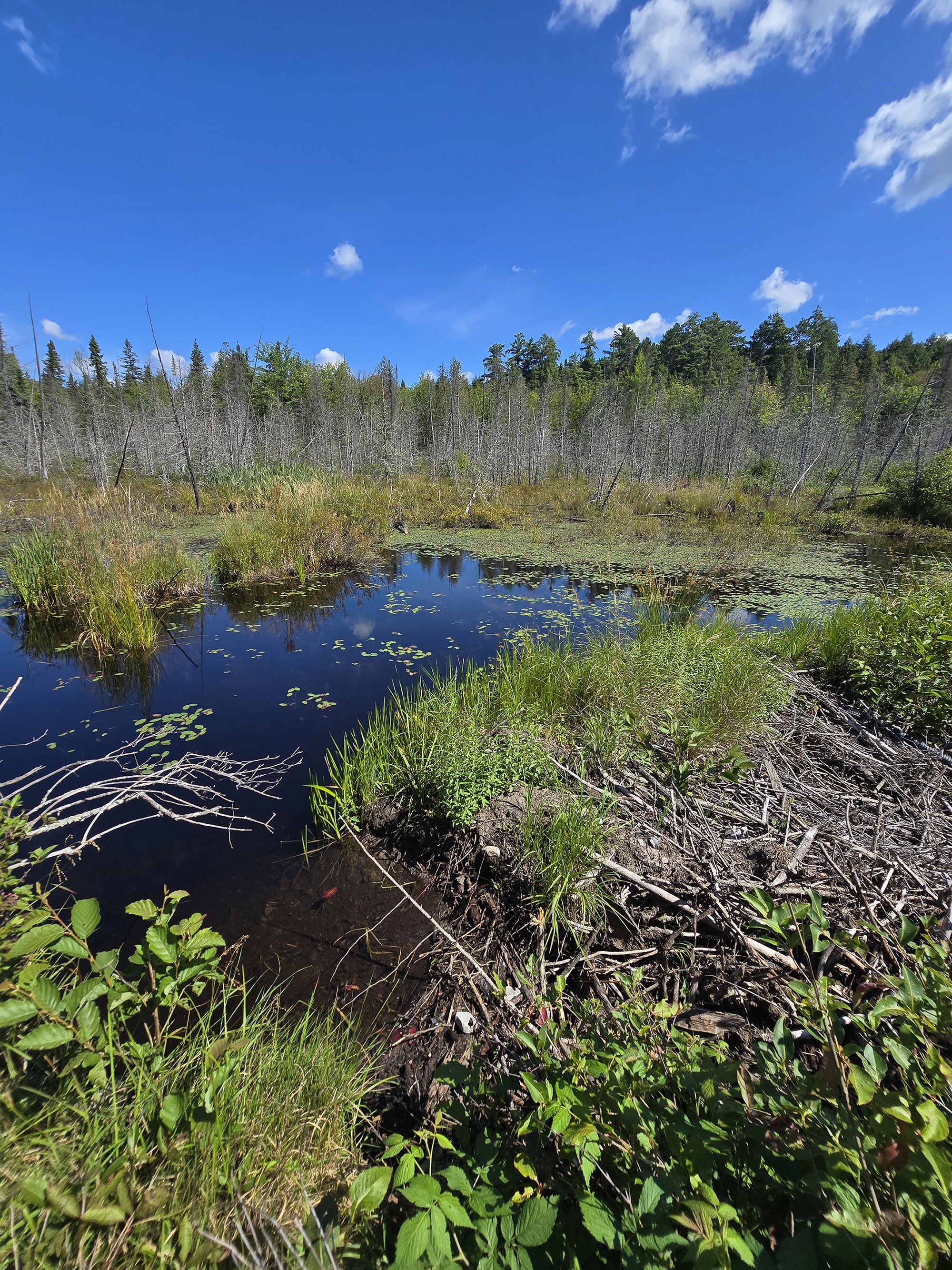 A scenic view along the Booth’s Rock Trail in Algonquin Provincial Park.