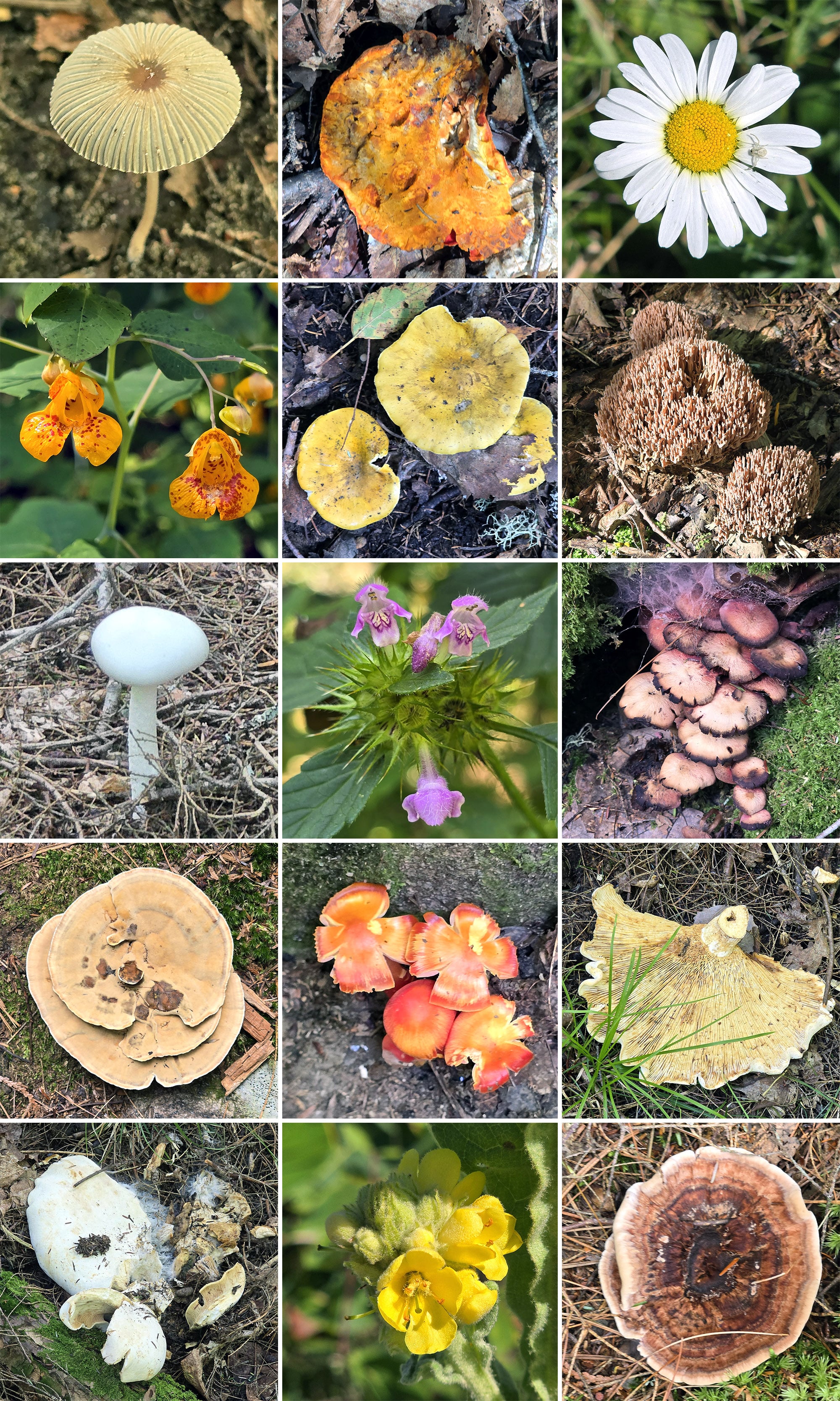 15 part image showing various fungi.
