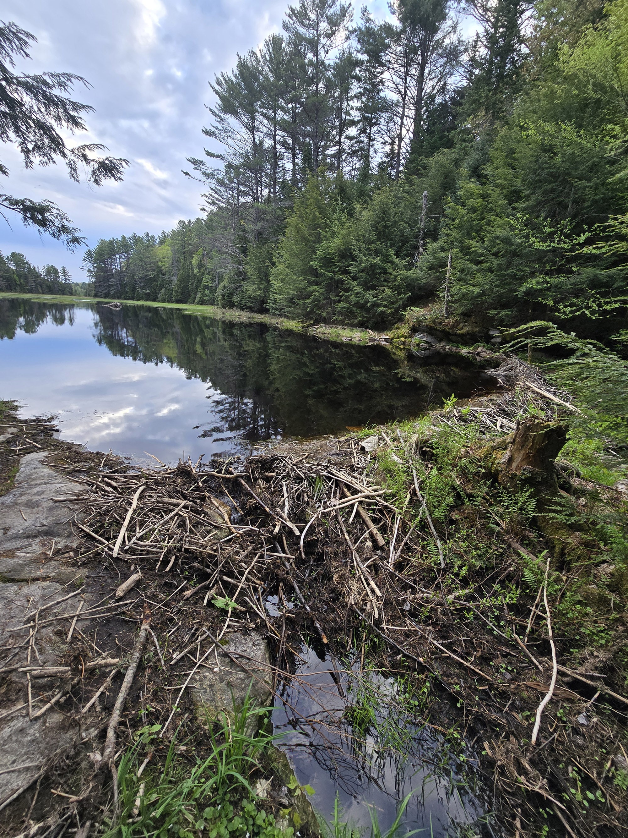 A scenic photo along the Mizzy Lake Trail in Algonquin Provincial Park.