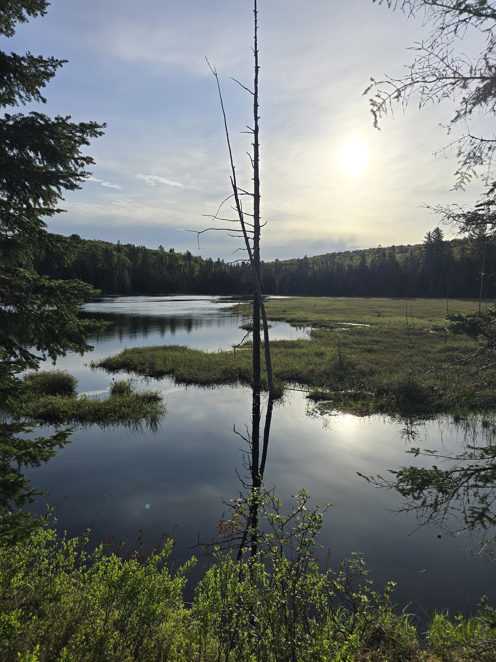 A scenic photo along the Mizzy Lake Trail in Algonquin Provincial Park.
