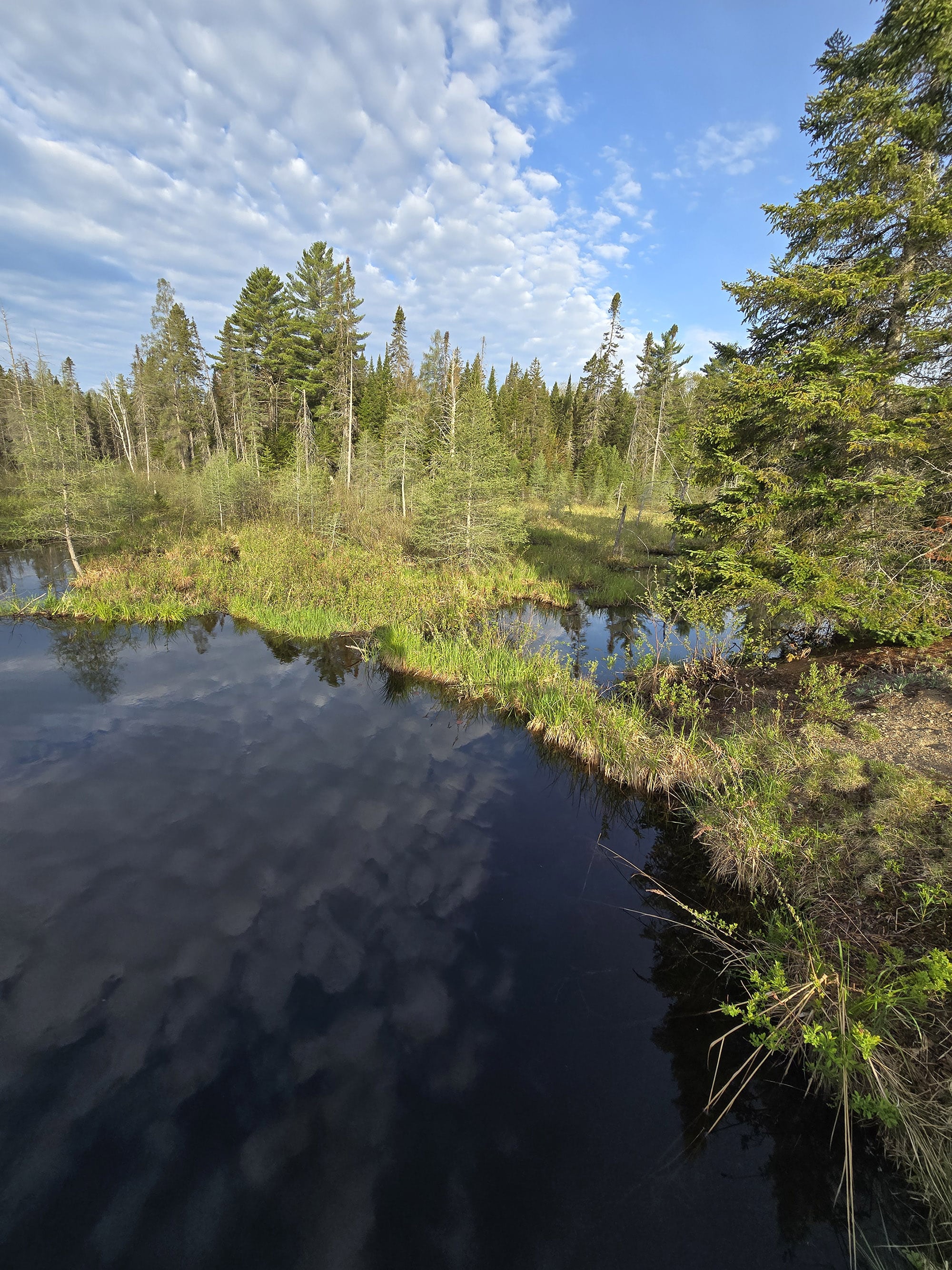 A scenic photo along the Mizzy Lake Hiking Trail in Algonquin Provincial Park.