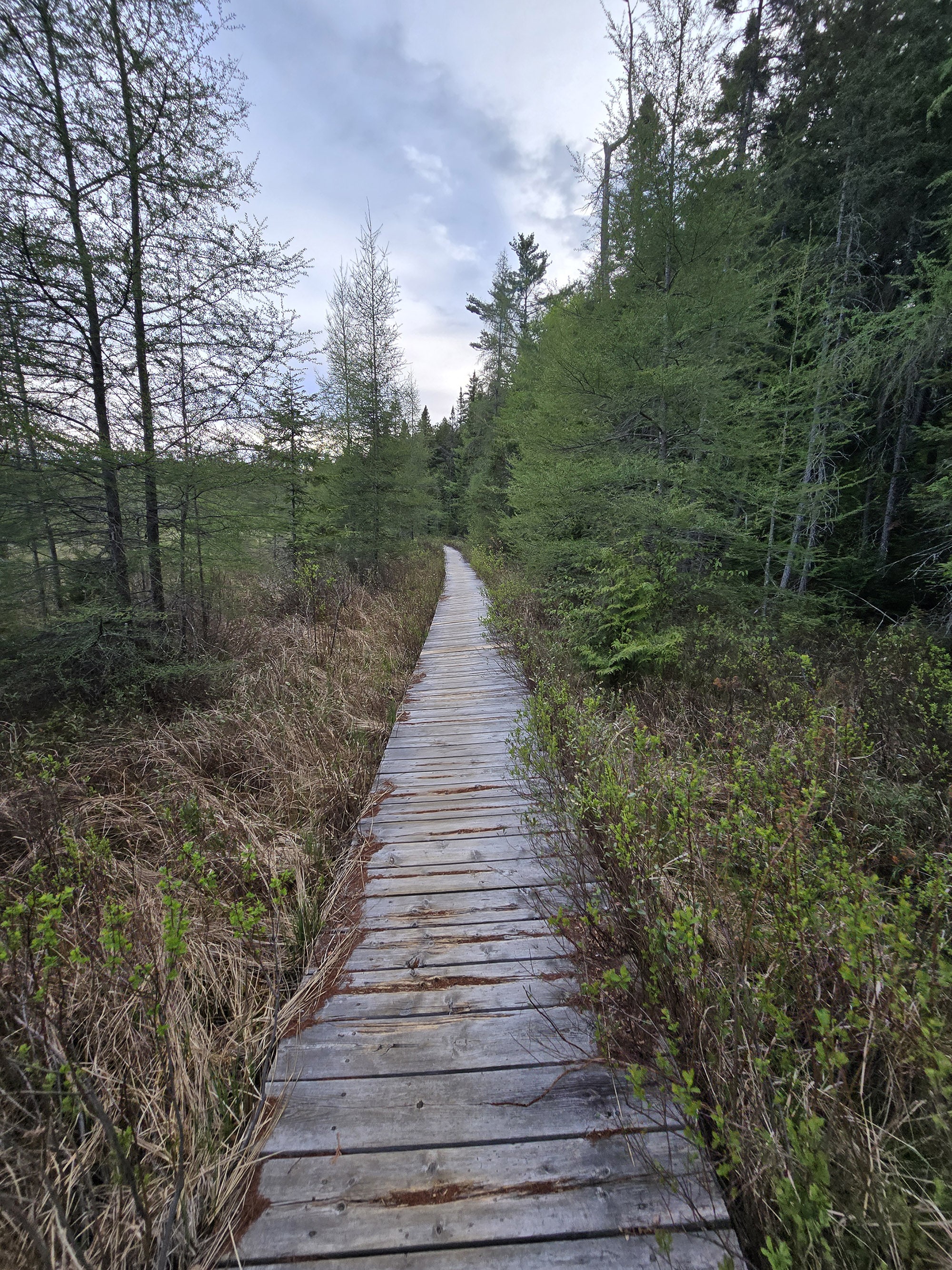 A scenic photo along the Mizzy Lake Trail in Algonquin Provincial Park.