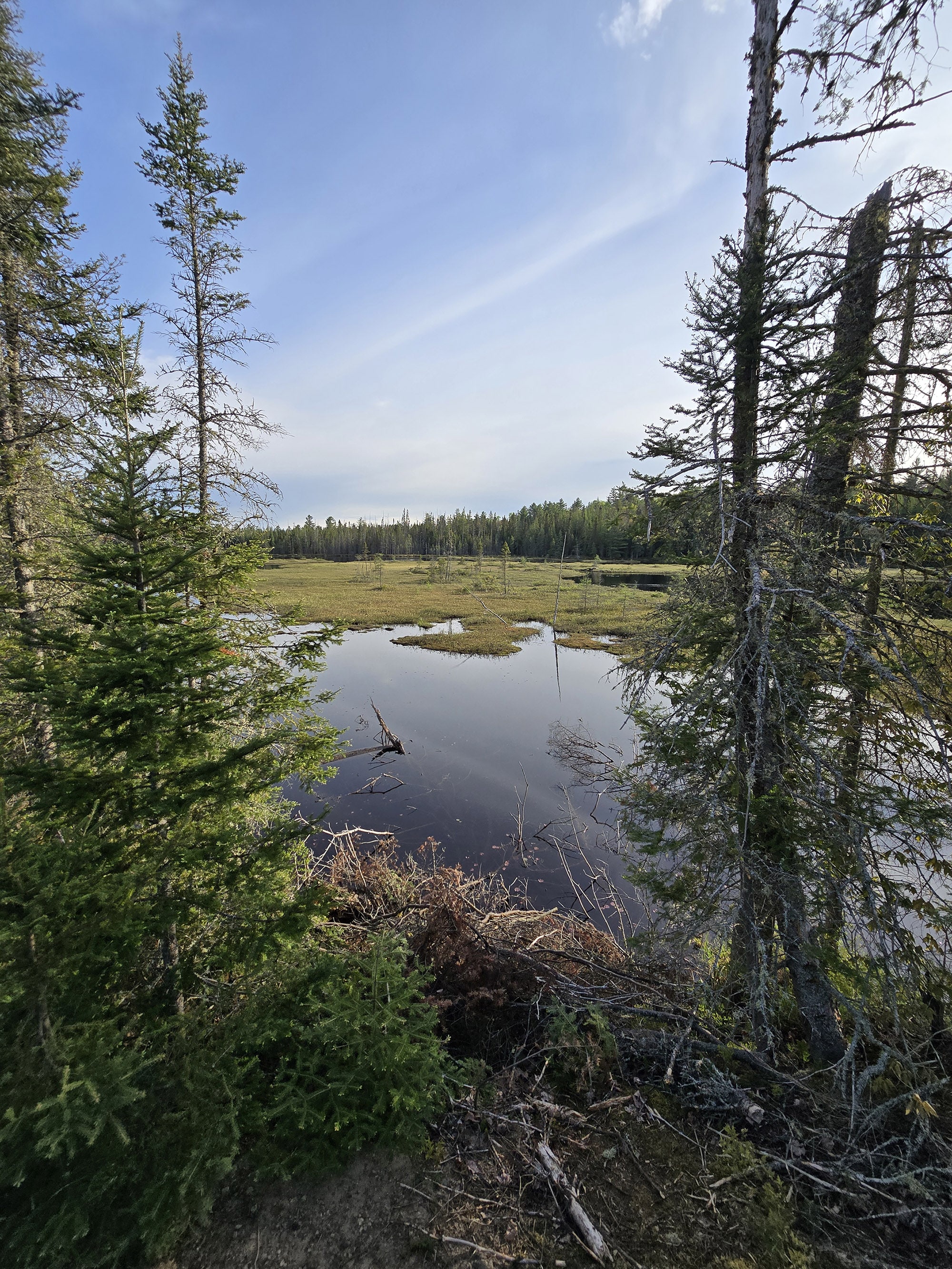 A scenic photo along the Mizzy Lake Hiking Trail in Algonquin Provincial Park.