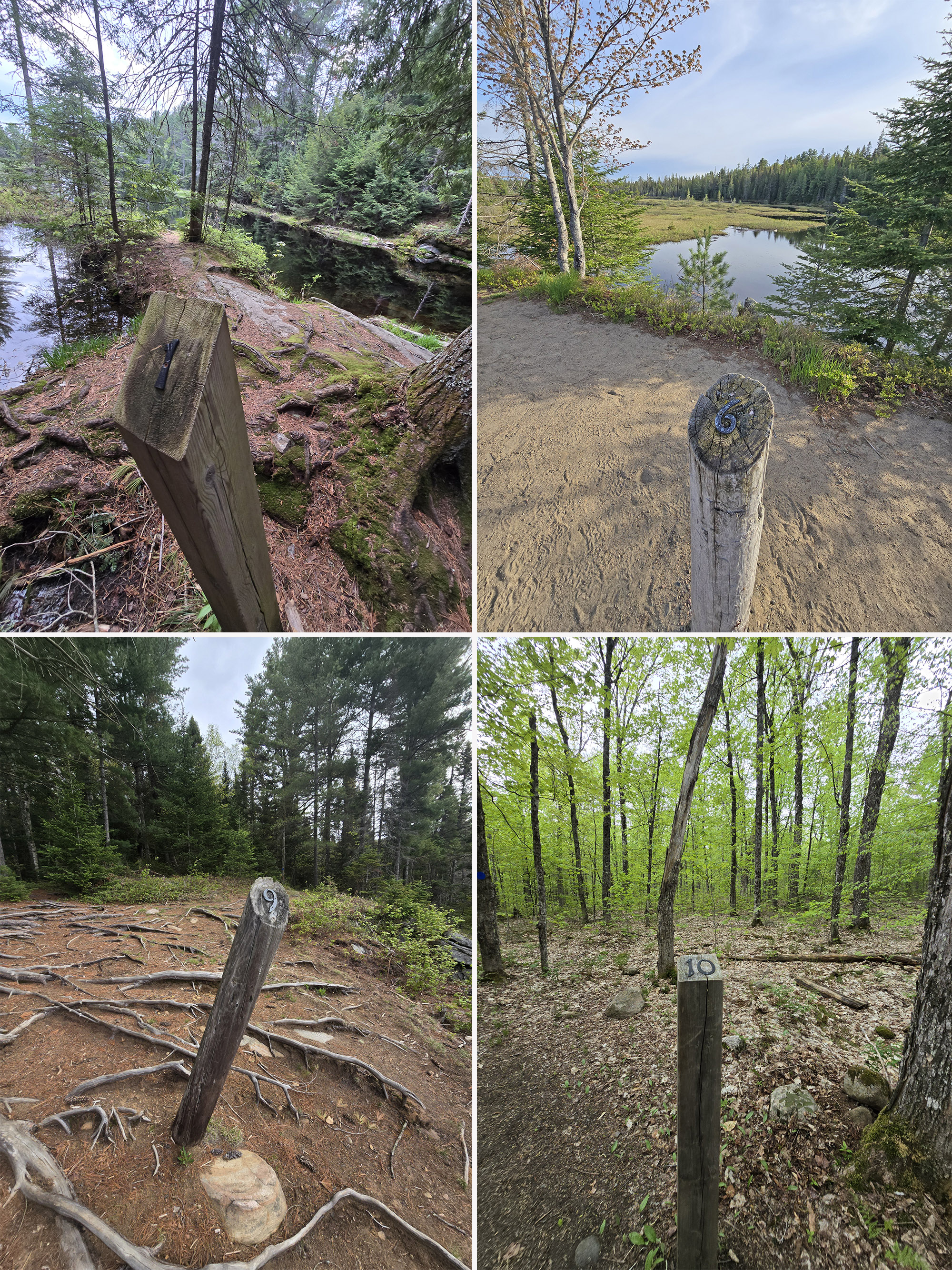 4 part image showing numbered sign posts at the Mizzy Lake Trail in Algonquin Provincial Park.