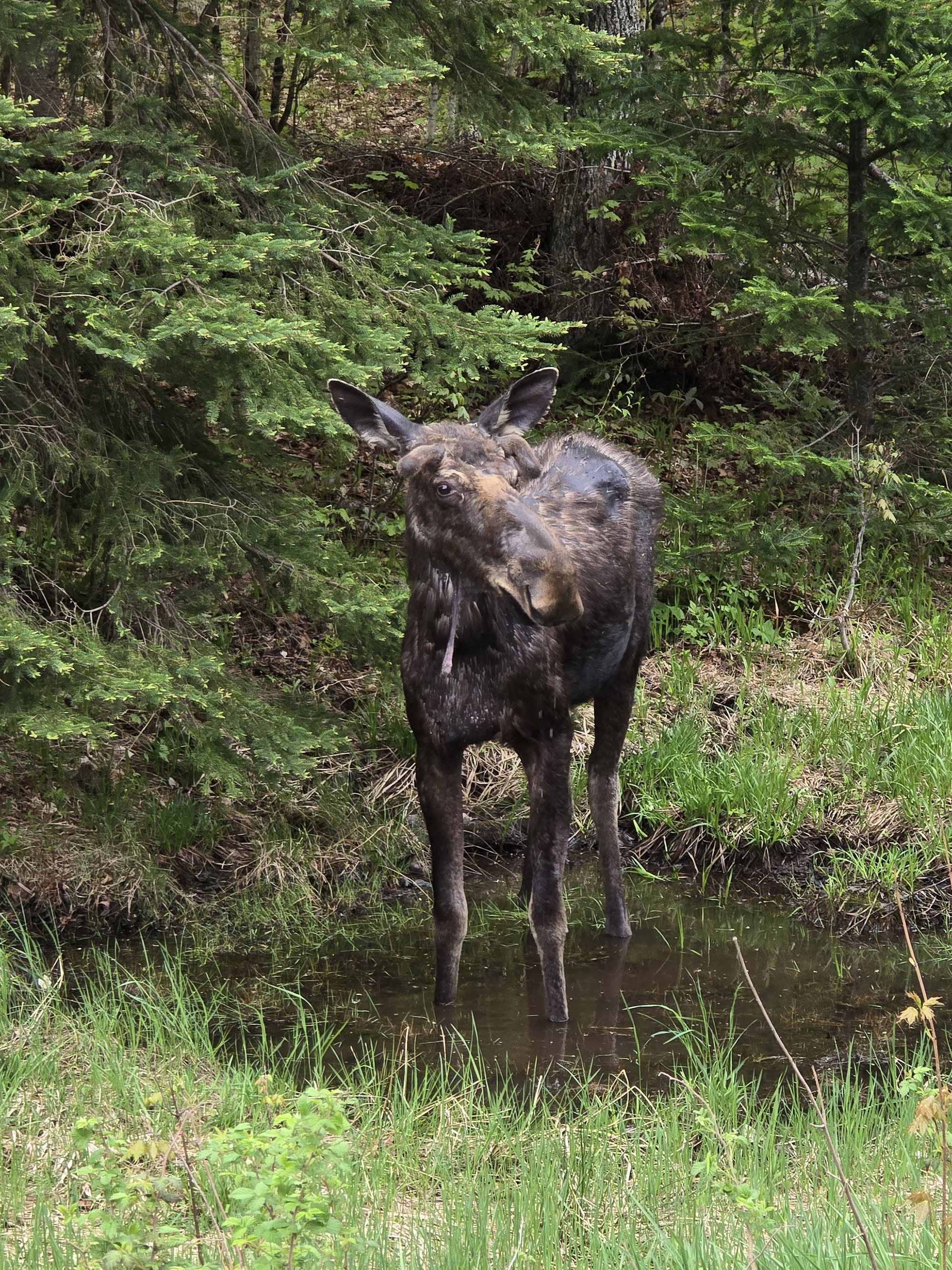 A moose in front of pine trees.