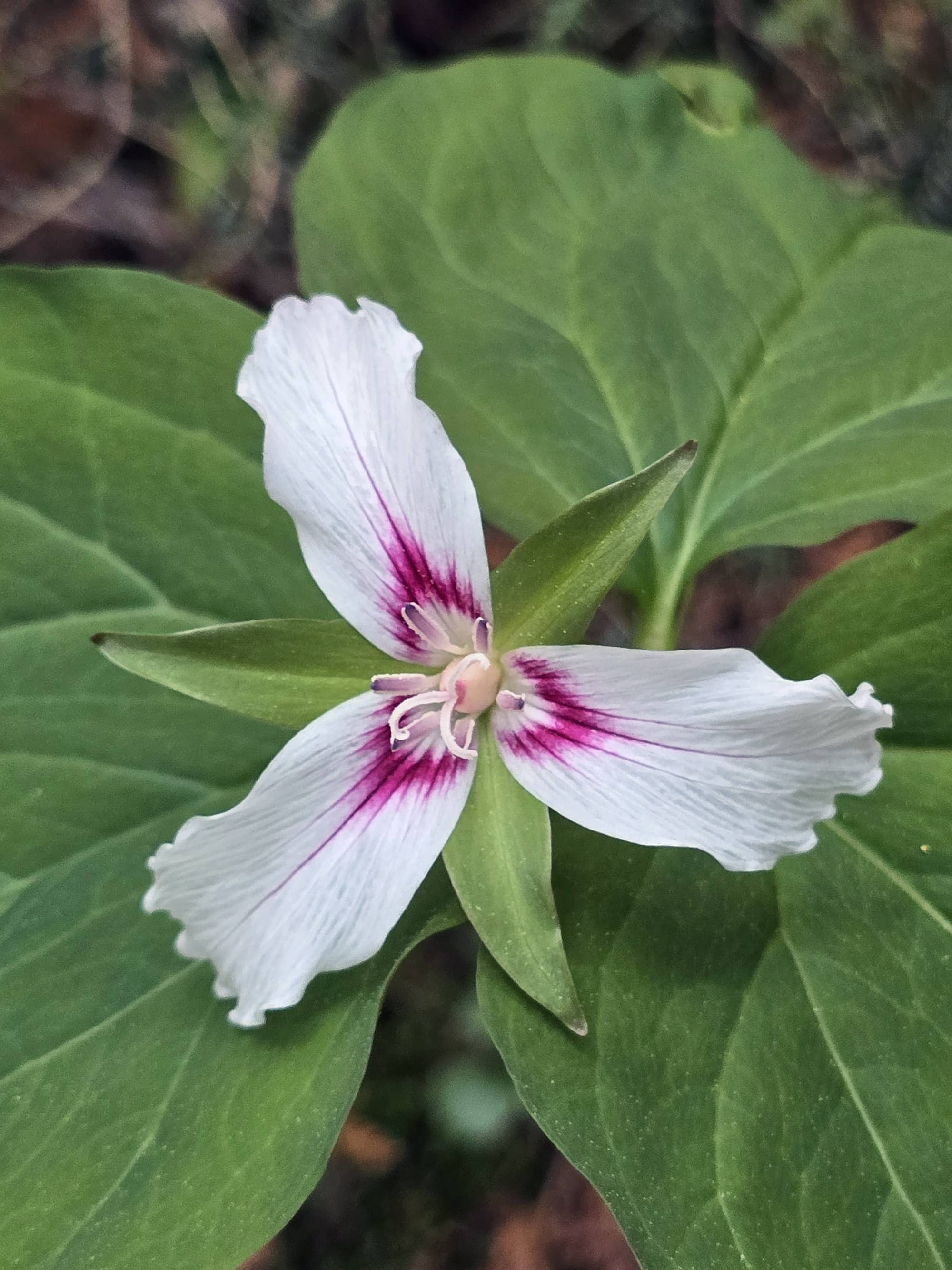 A white trillium flower with dark pink triangle markings in the center.