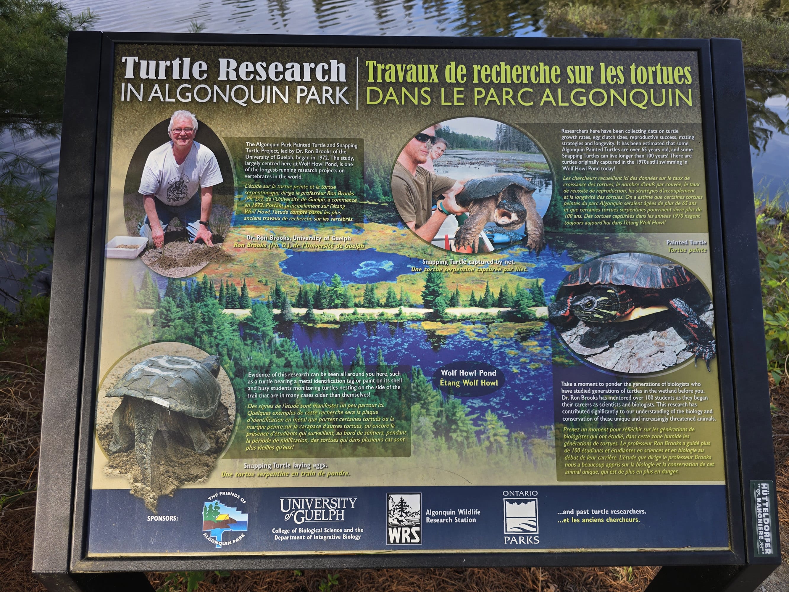 A sign about turtle research along the Mizzy Lake Hiking Trail.