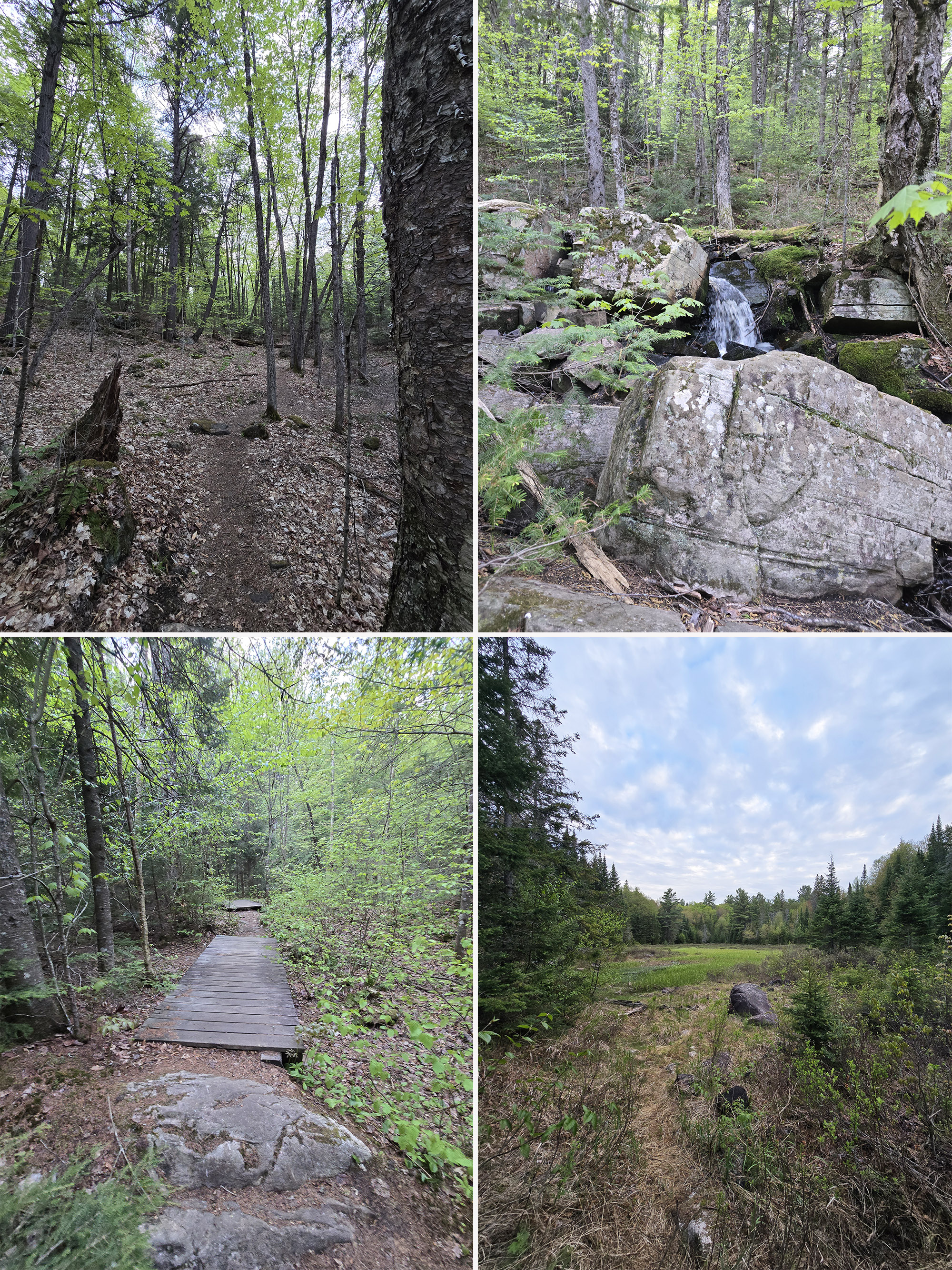 4 part image showing various views along the Mizzy Lake Trail in Algonquin Provincial Park.