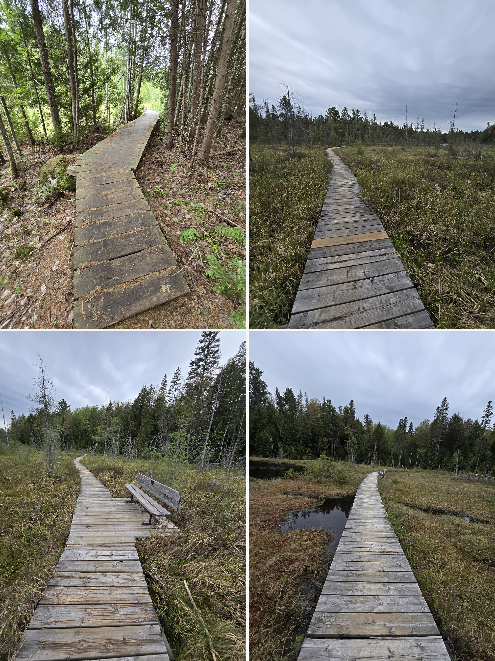 4 part image showing various views along the Mizzy Lake Trail in Algonquin Provincial Park.