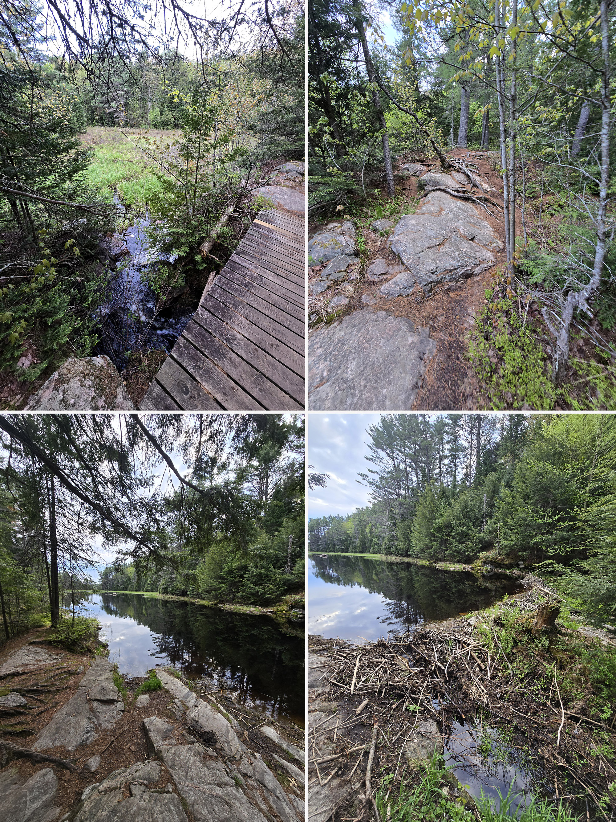 4 part image showing various views along the Mizzy Lake Trail in Algonquin Provincial Park.