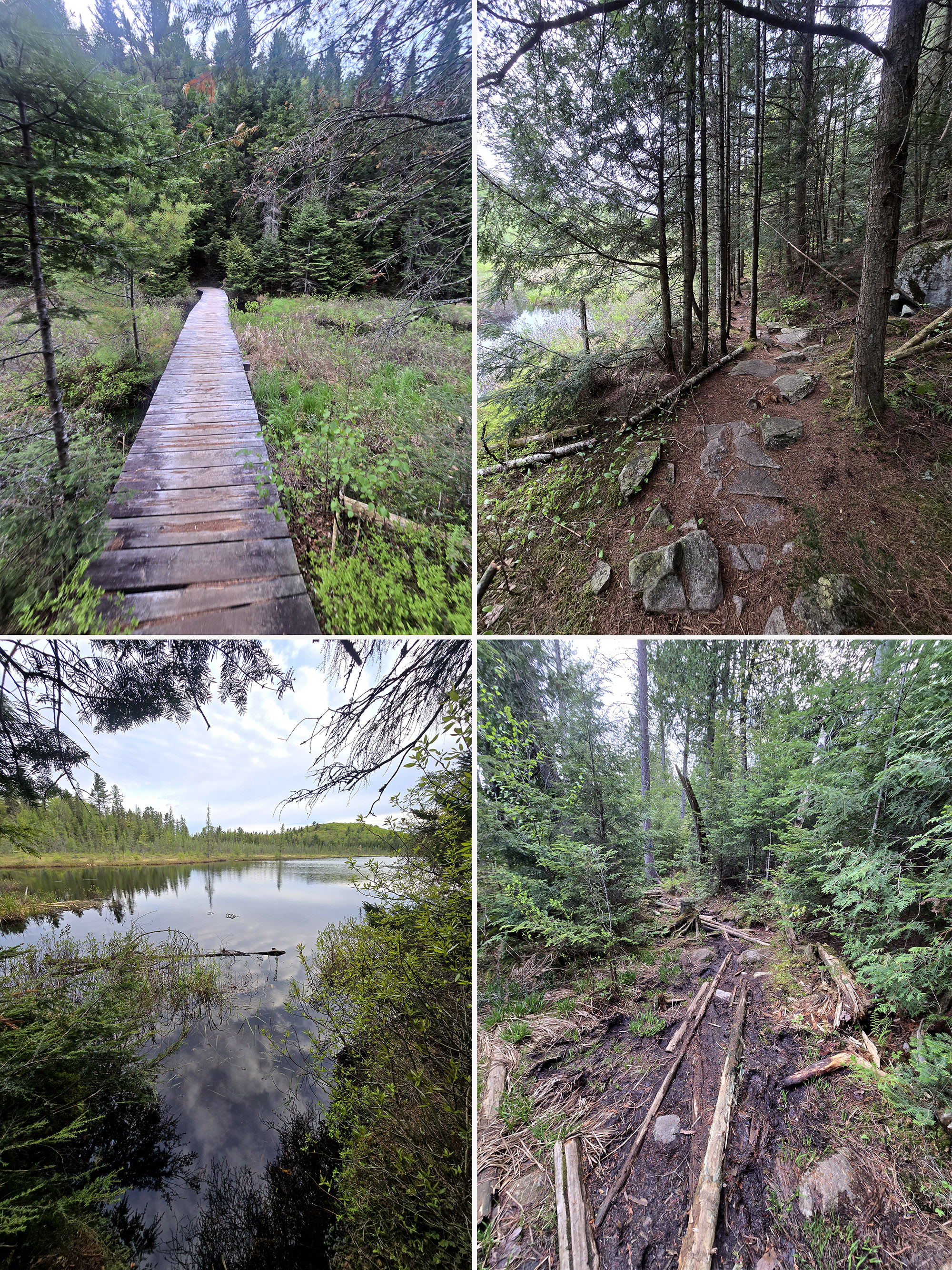 4 part image showing various views along the Mizzy Lake Trail in Algonquin Provincial Park.