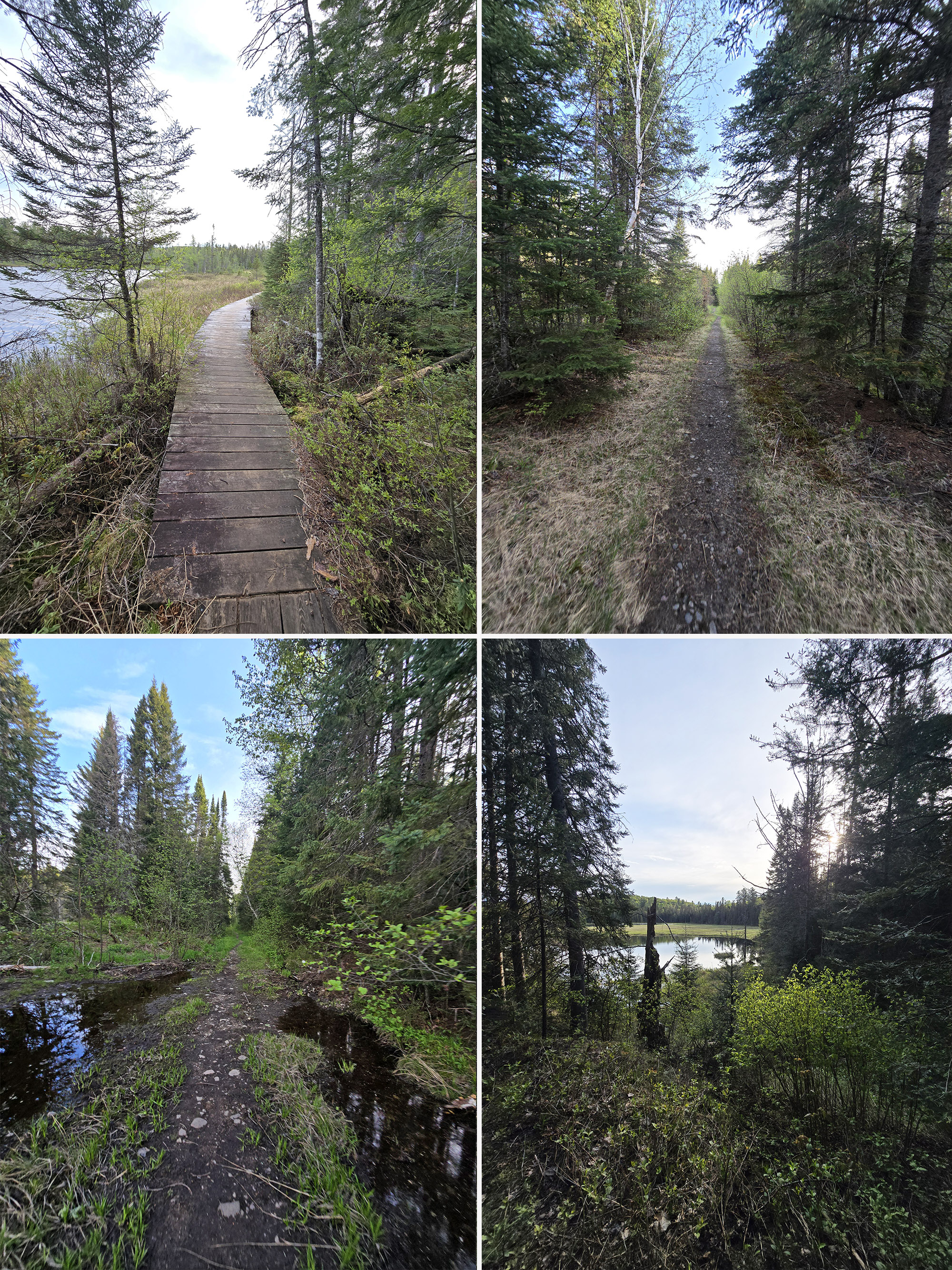 4 part image showing various views along the Mizzy Lake Trail in Algonquin Provincial Park.