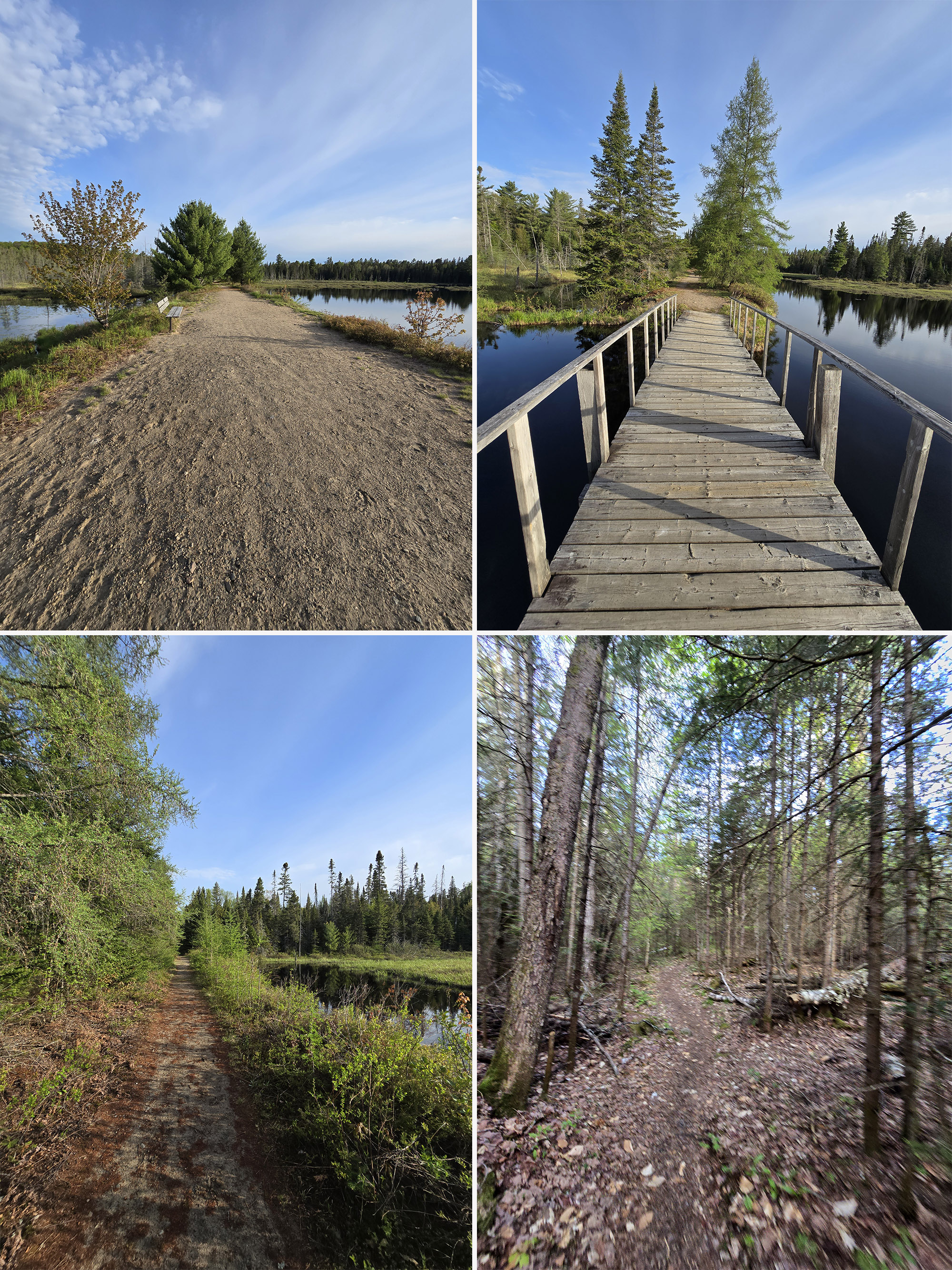 4 part image showing various views along the Mizzy Lake Trail in Algonquin Provincial Park.