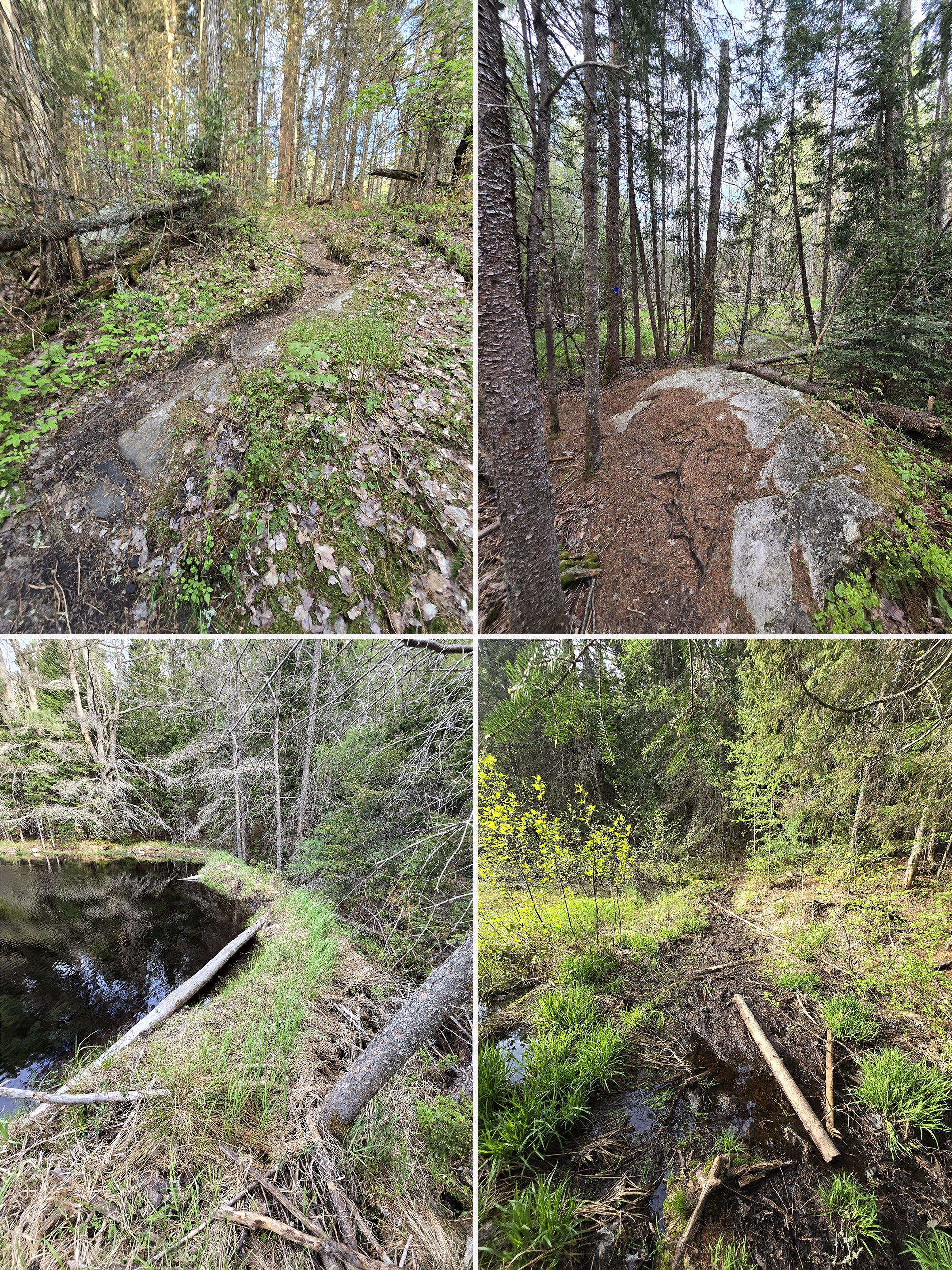 4 part image showing various views along the Mizzy Lake Trail in Algonquin Provincial Park.