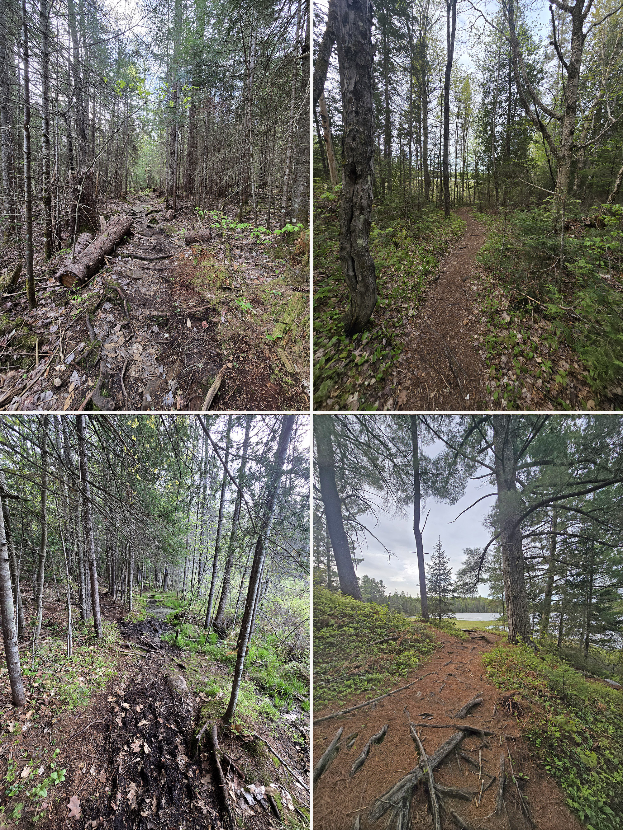 4 part image showing various views along the Mizzy Lake Trail in Algonquin Provincial Park.
