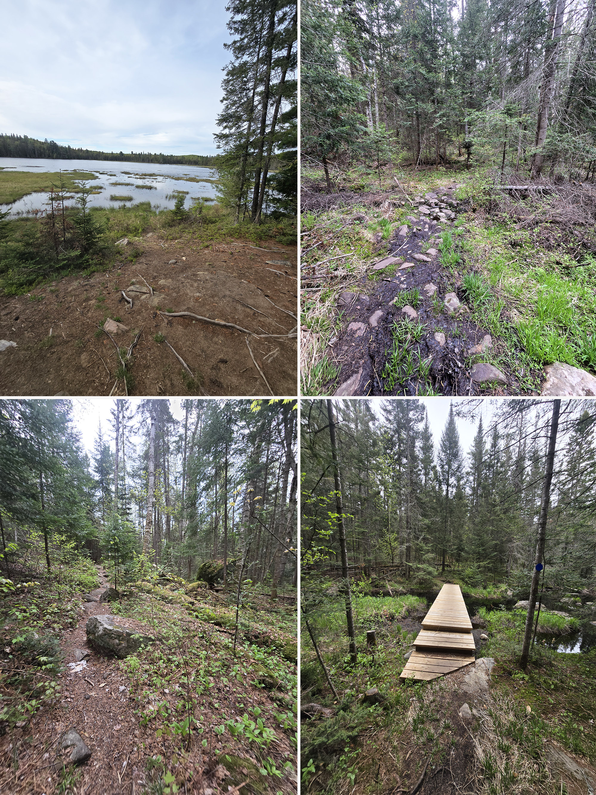 4 part image showing various views along the Mizzy Lake Trail in Algonquin Provincial Park.