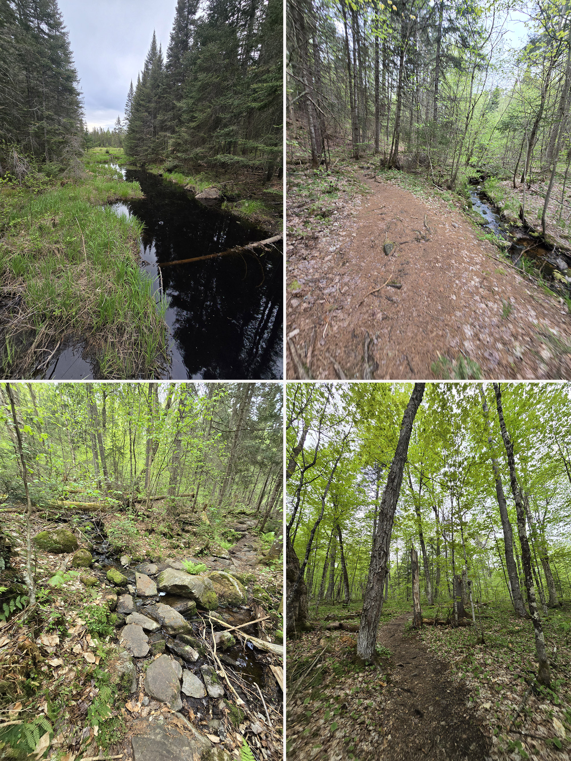 4 part image showing various views along the Mizzy Lake Trail in Algonquin Provincial Park.