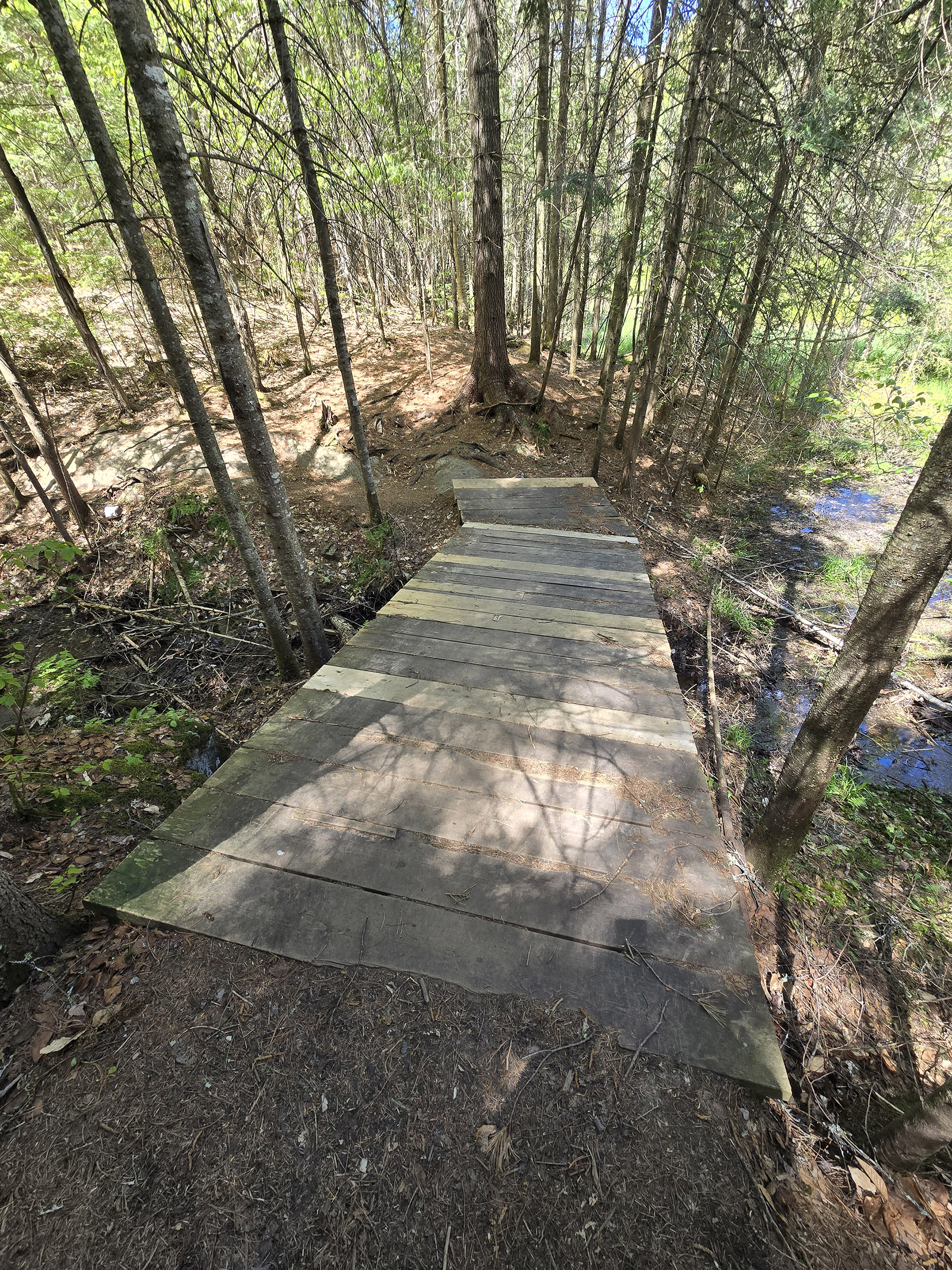 A scenic view along the Peck Lake Hiking Trail in Algonquin Provincial Park.