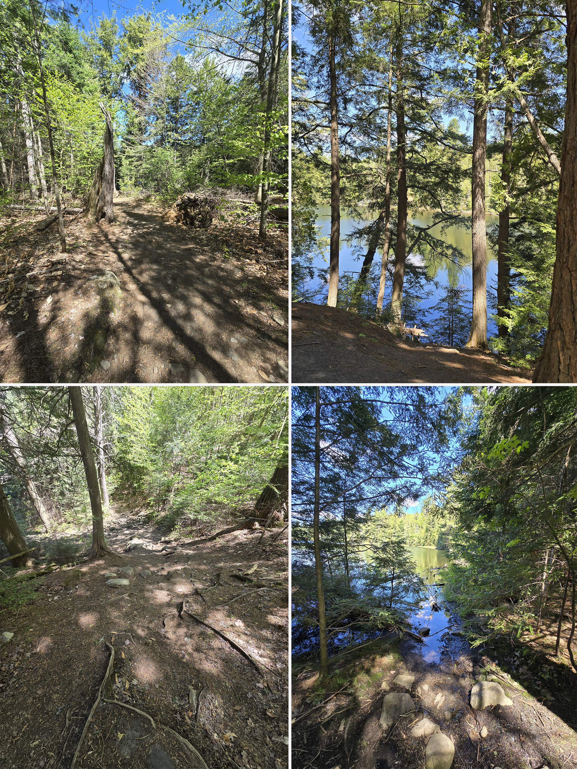 4 part image showing various views along the peck lake trail in algonquin provincial park.