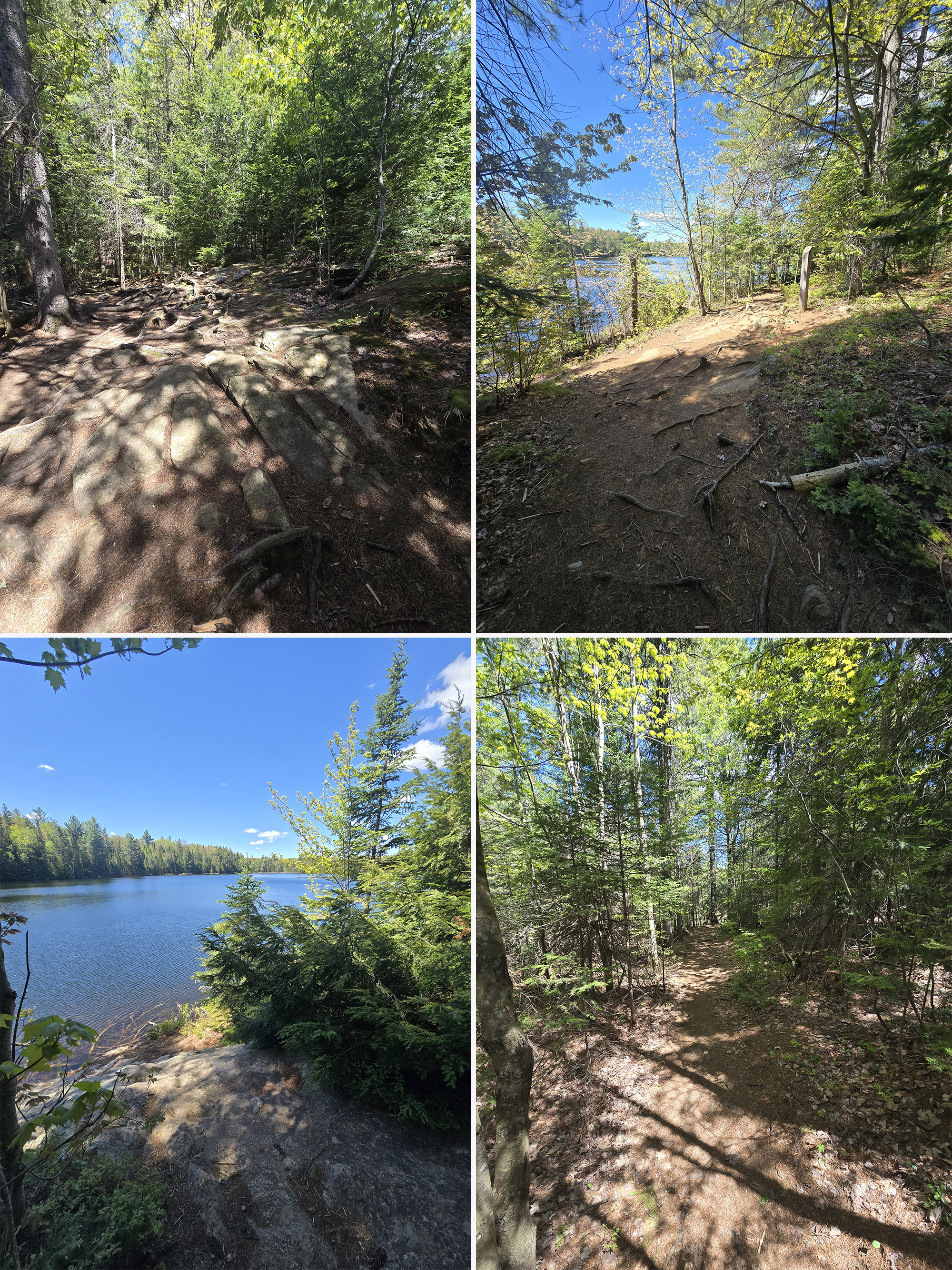 4 part image showing various views along the peck lake trail in algonquin provincial park.