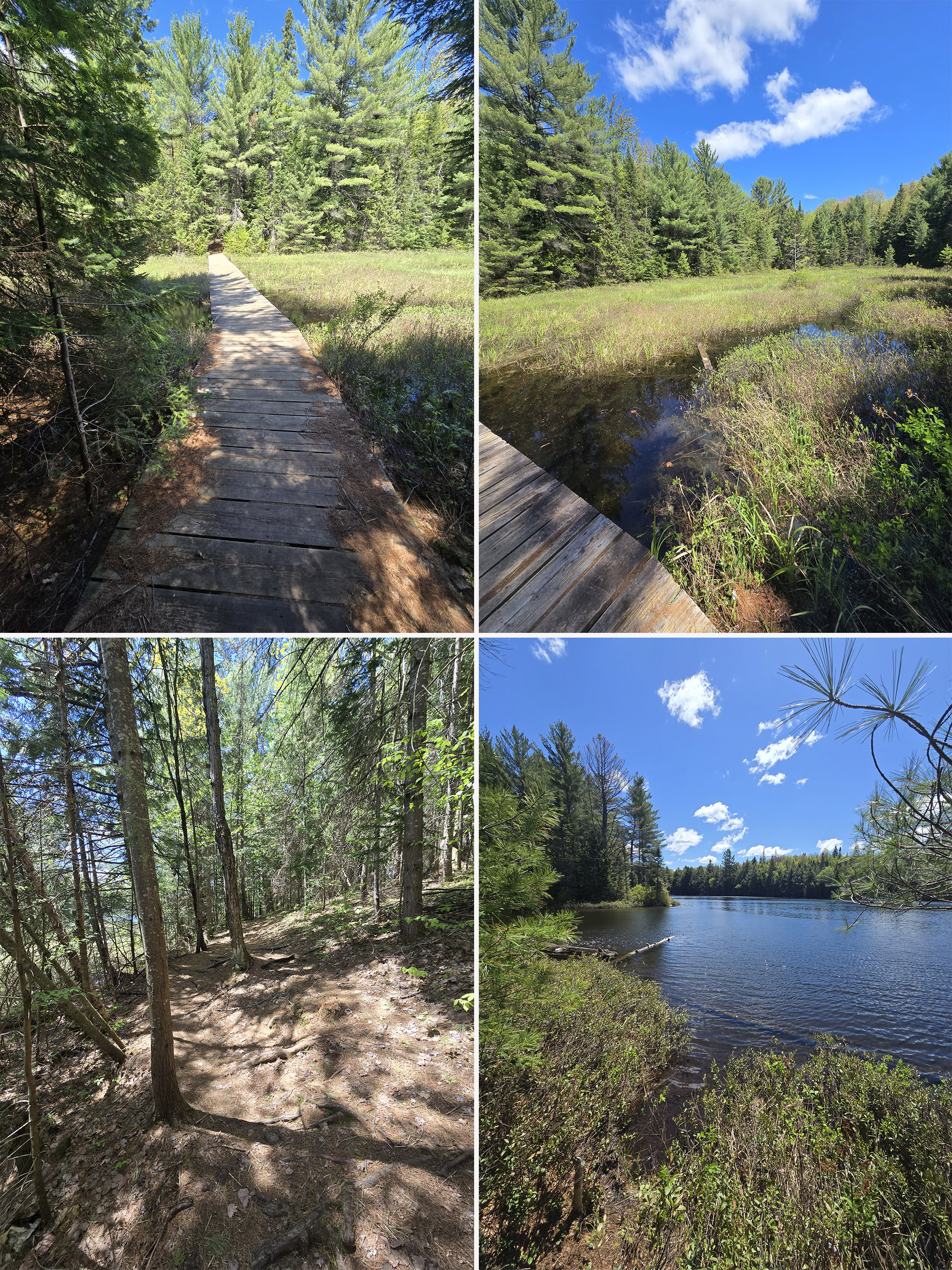 4 part image showing various views along the peck lake trail in algonquin provincial park.