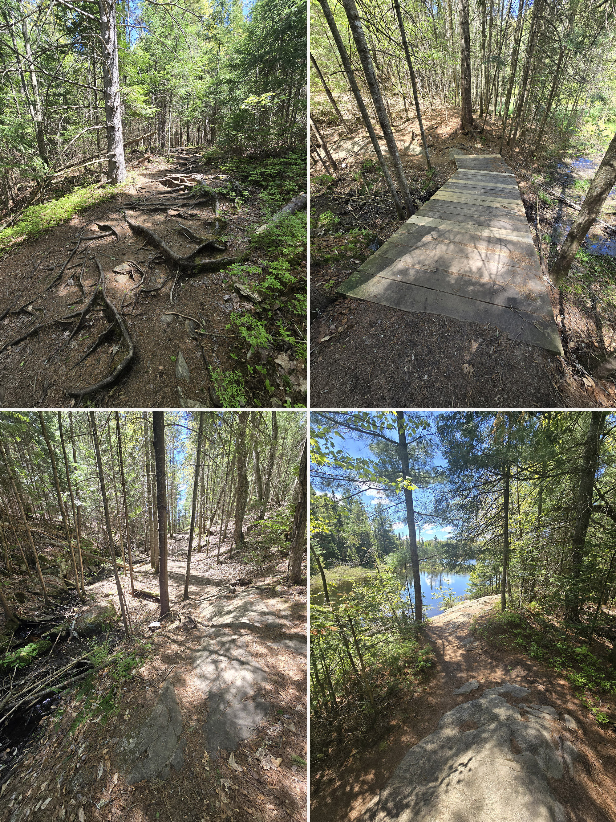 4 part image showing various views along the peck lake trail in algonquin provincial park.