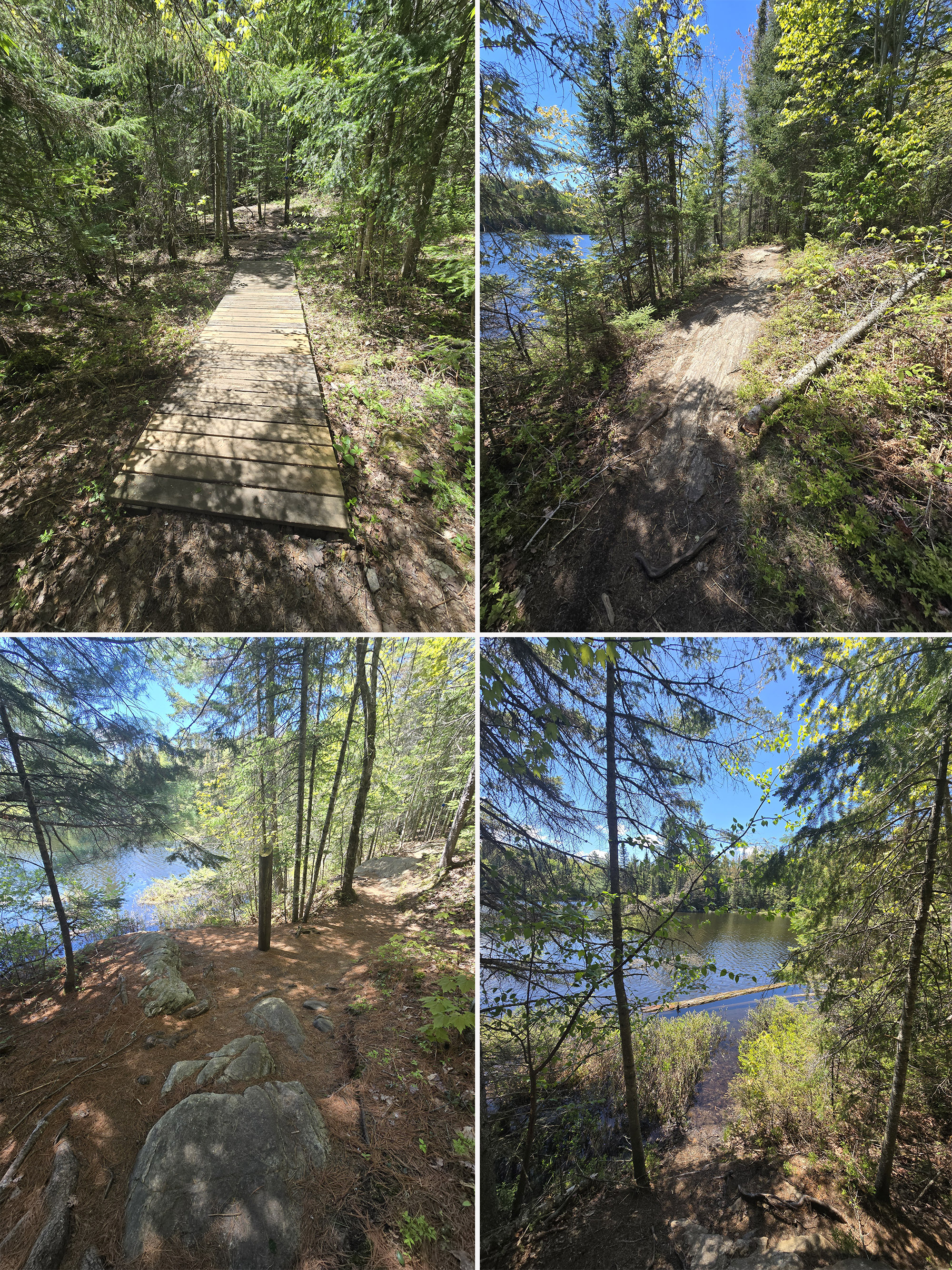 4 part image showing various views along the peck lake trail in algonquin provincial park.