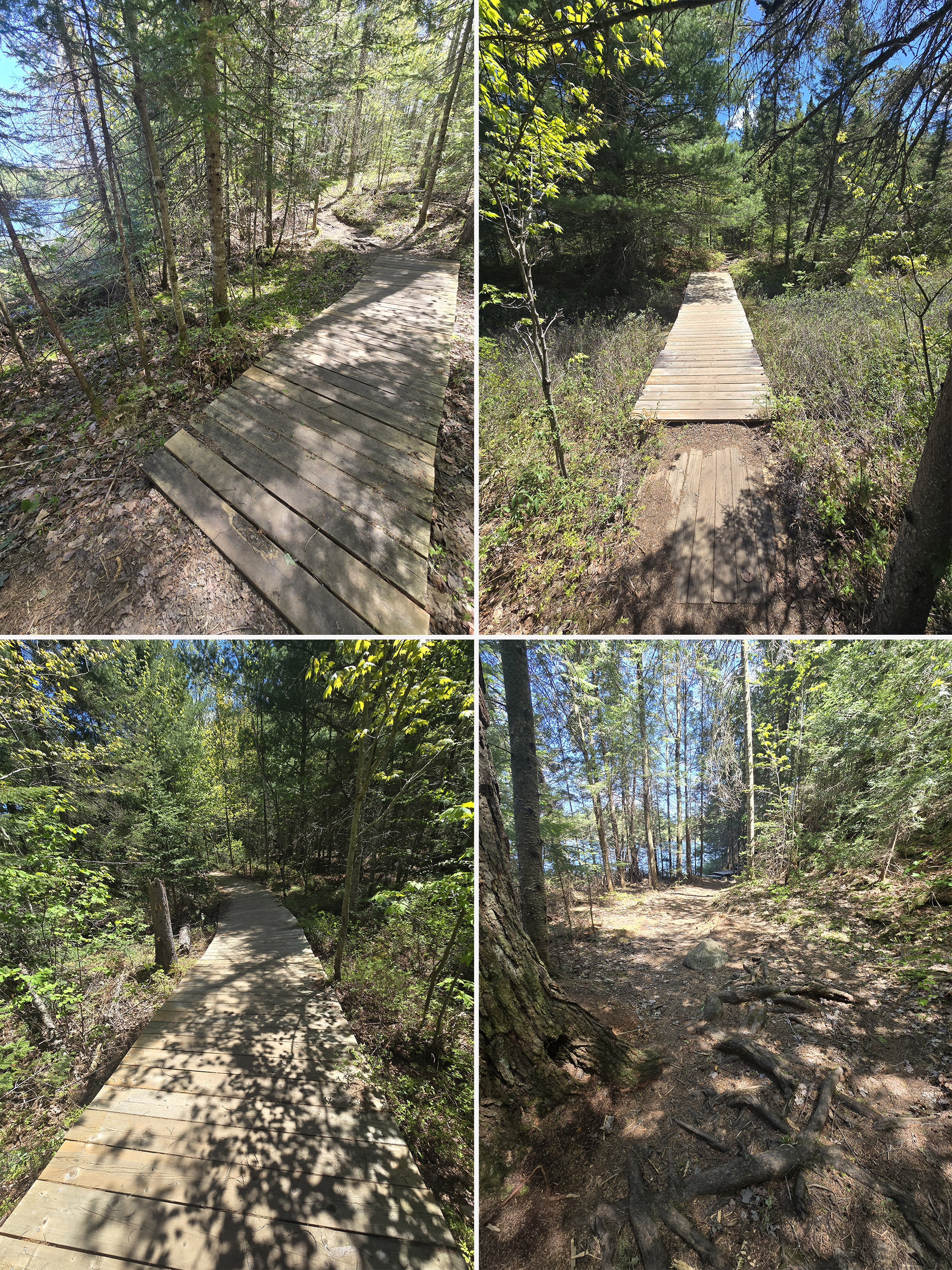 4 part image showing various views along the peck lake trail in algonquin provincial park.