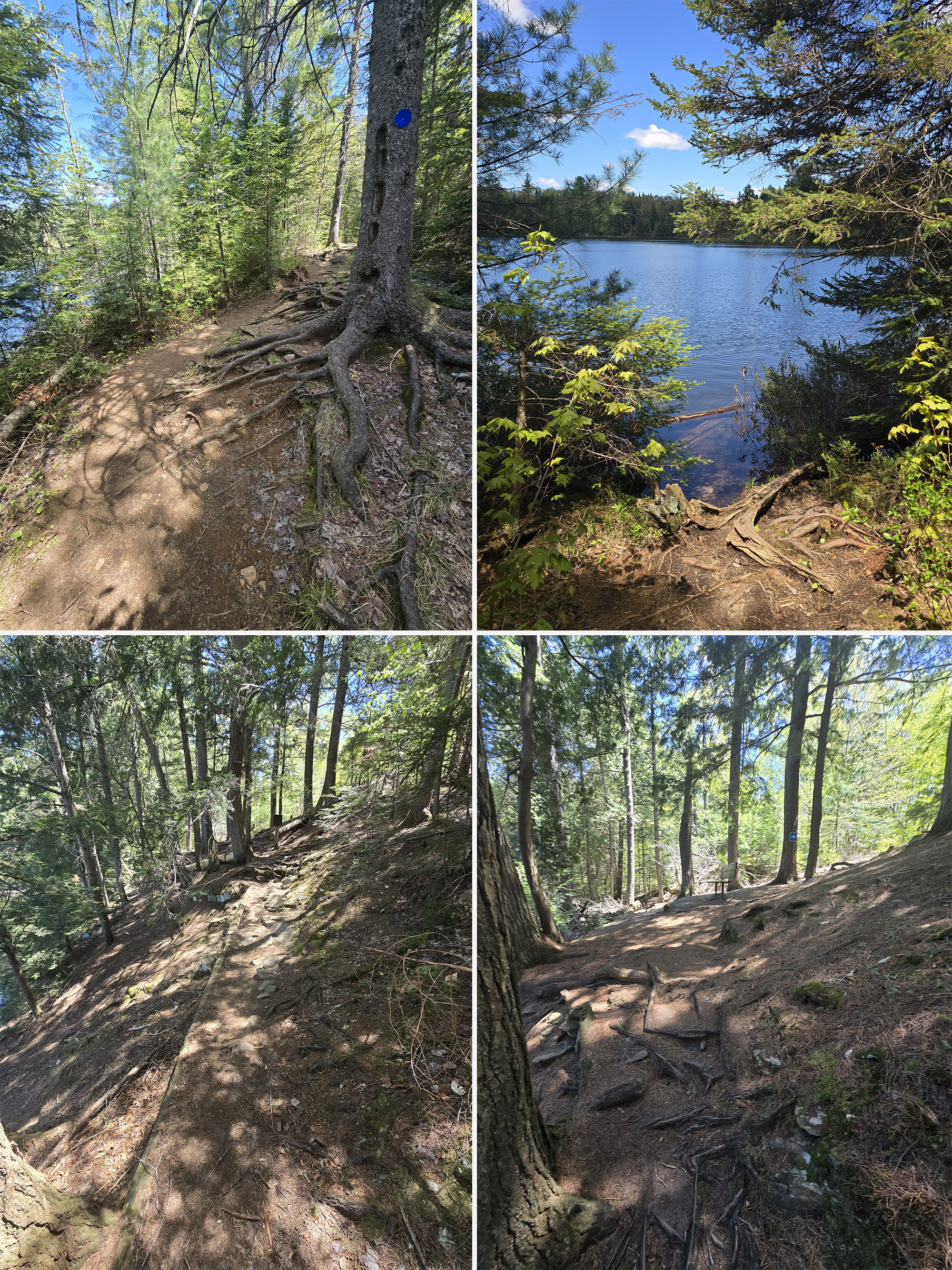 4 part image showing various views along the peck lake trail in algonquin provincial park.