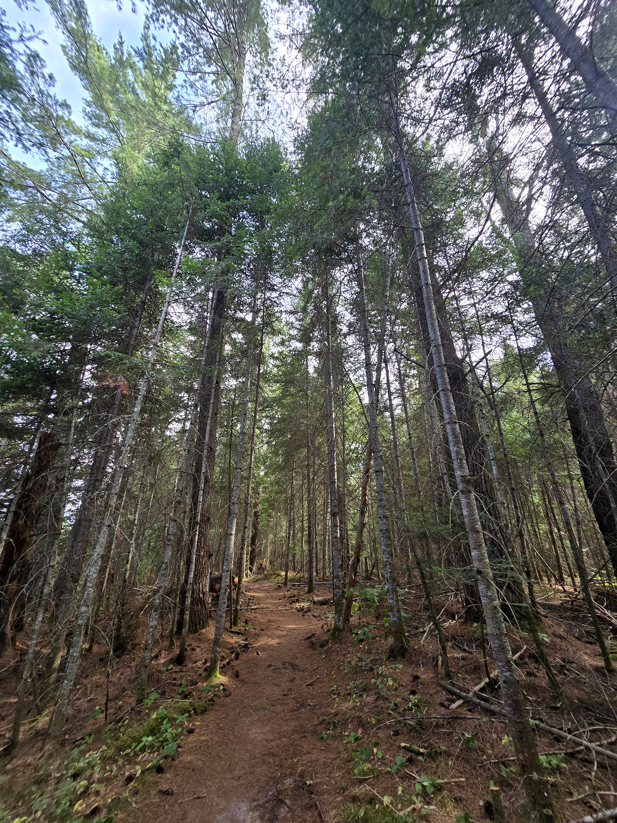 A scenic view along the Bat Lake Trail in Algonquin Provincial Park.