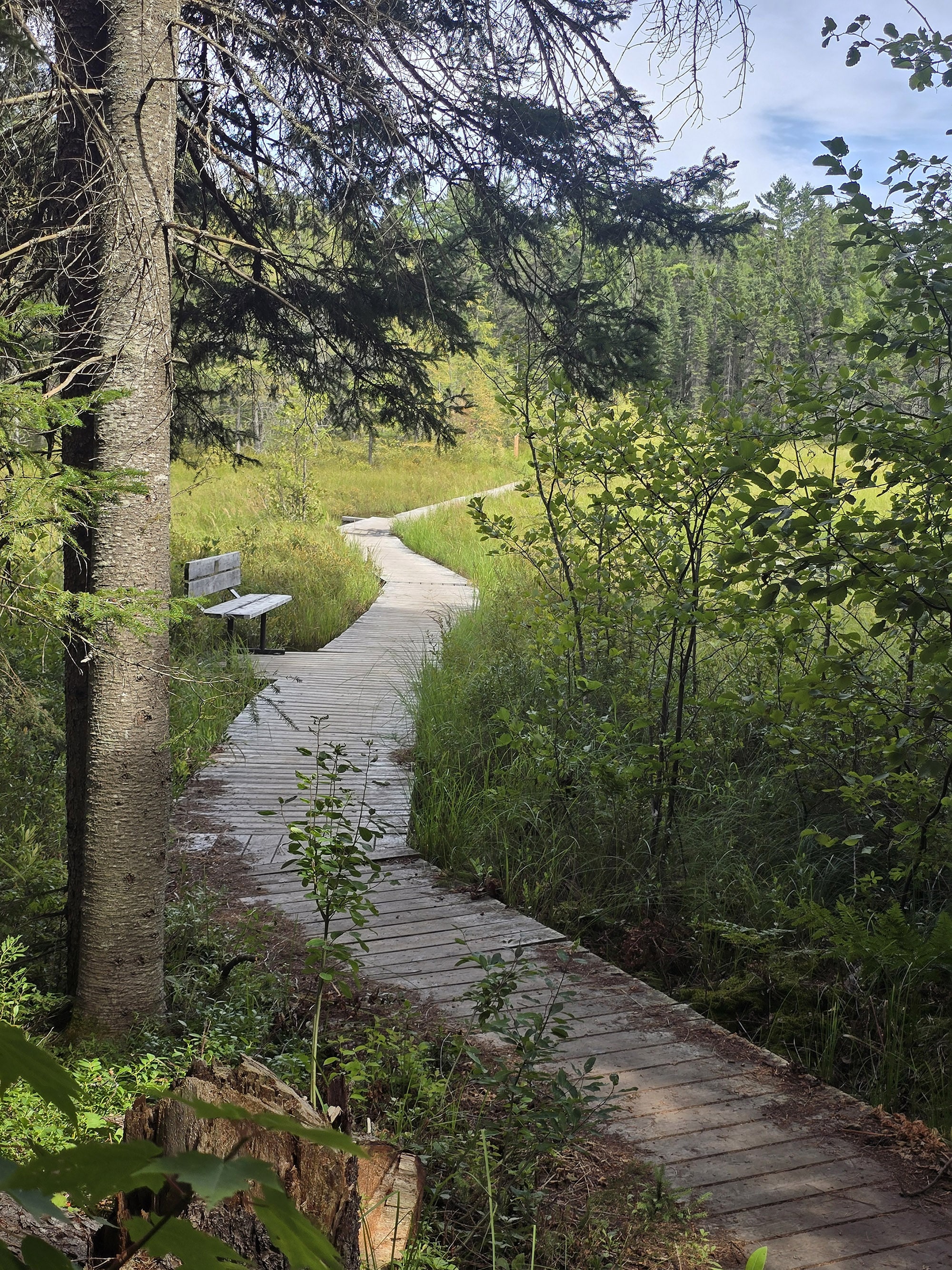 A scenic view along the Bat Lake Trail in Algonquin Provincial Park.