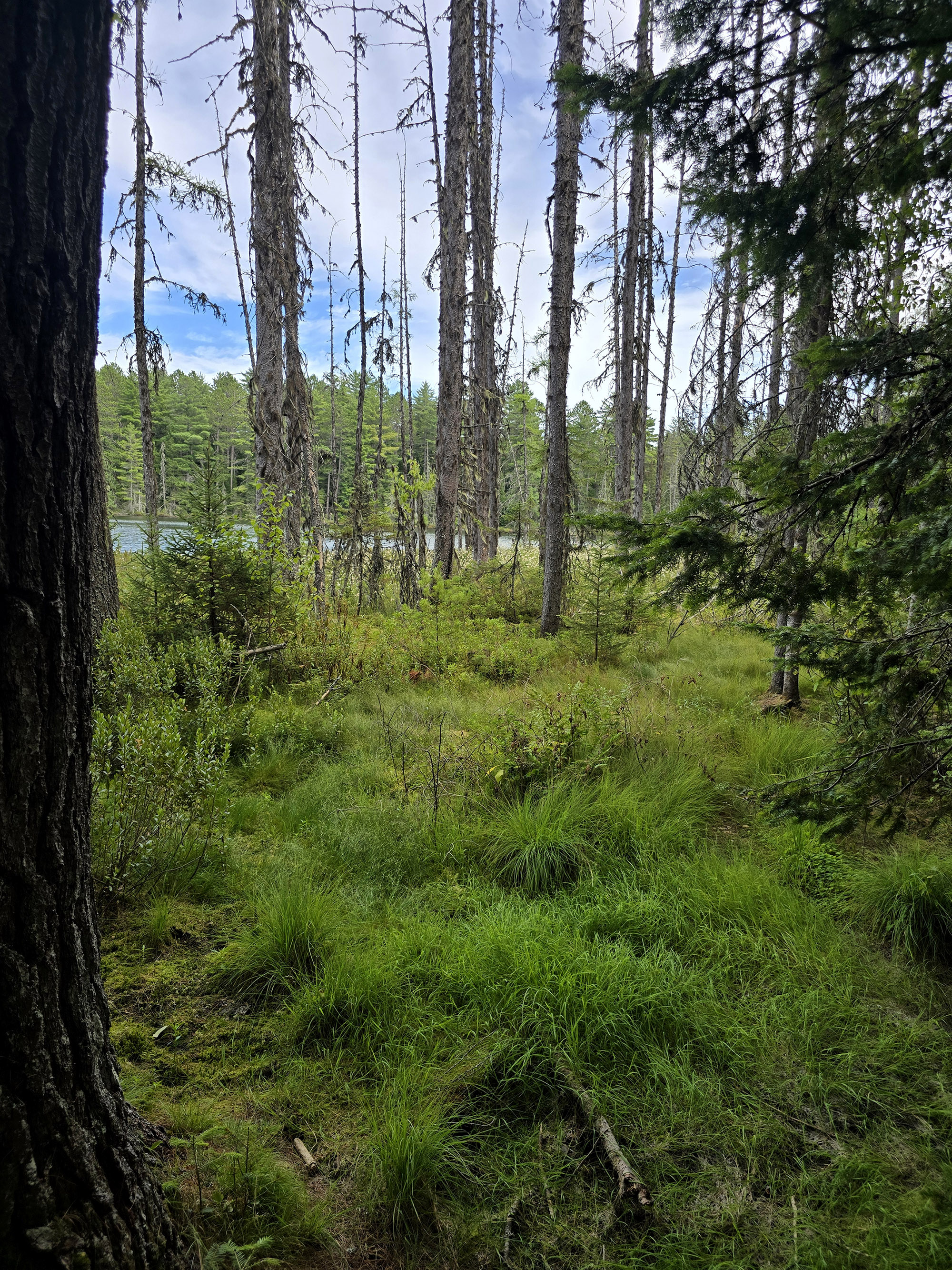 A scenic view along the Bat Lake Trail in Algonquin Provincial Park.
