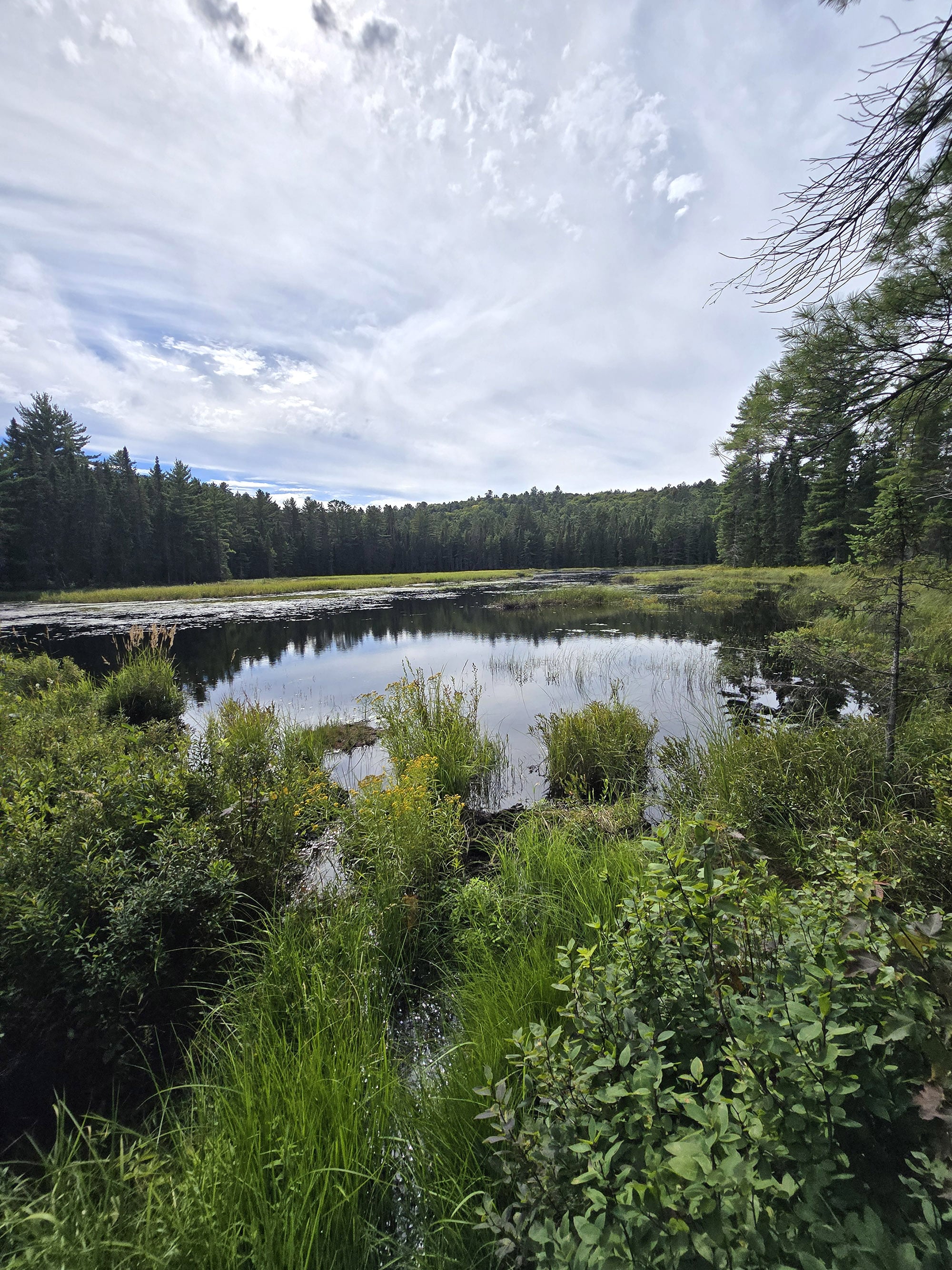 A scenic view along the Bat Lake Trail in Algonquin Provincial Park.