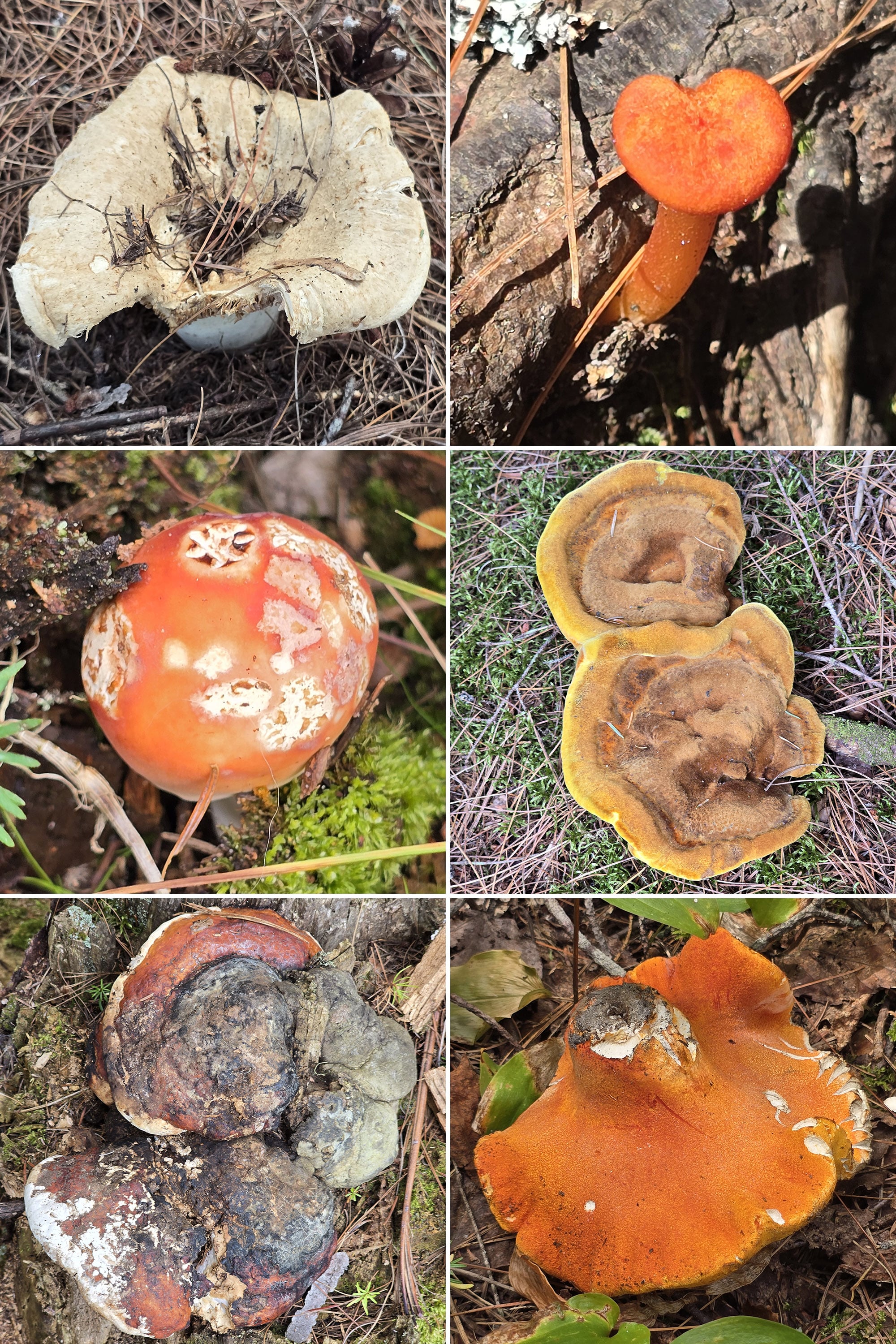 6 part image showing various fungi.