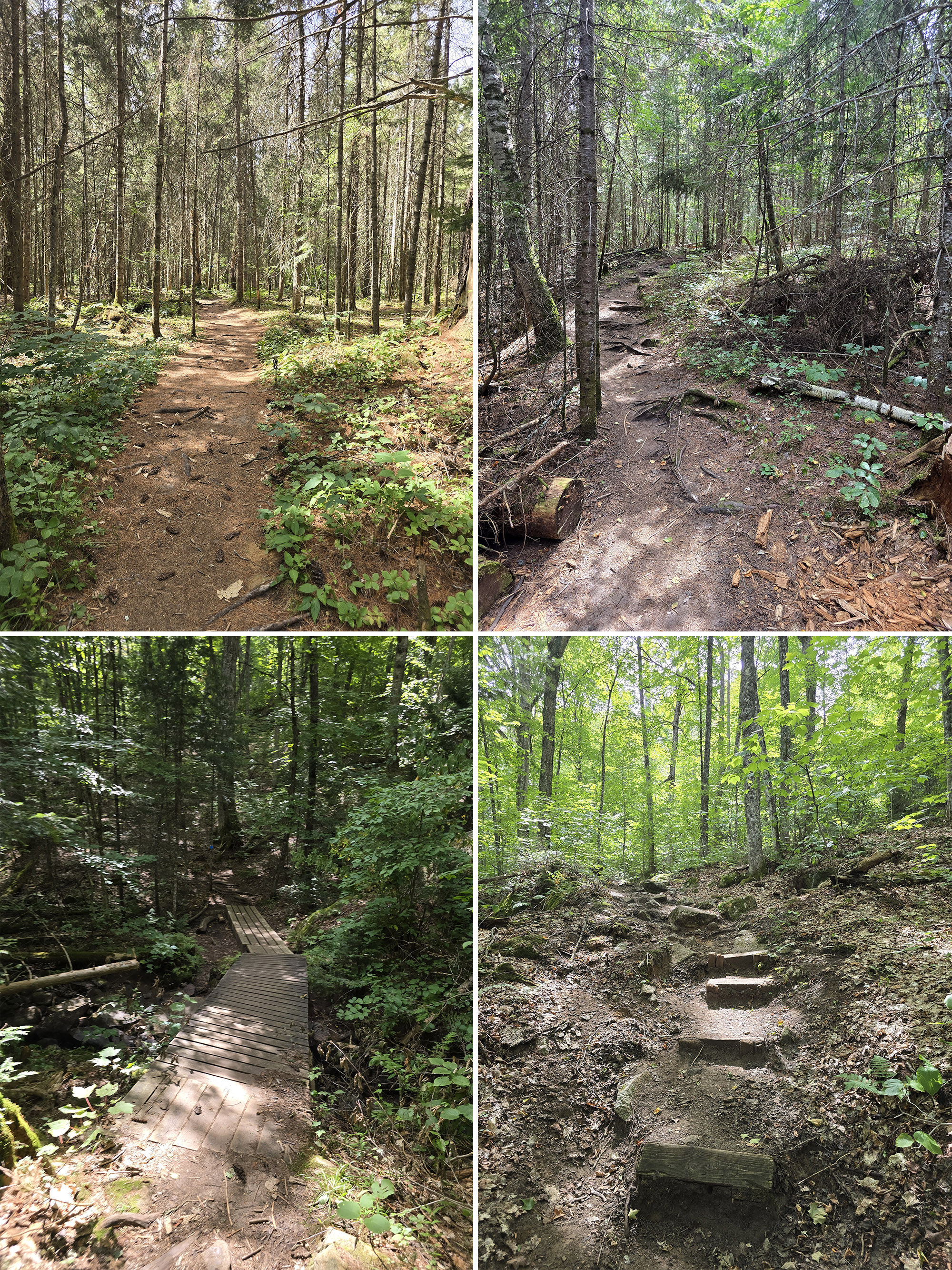 4 part image showing various views along the Bat Lake Hiking Trail in Algonquin Provincial Park.