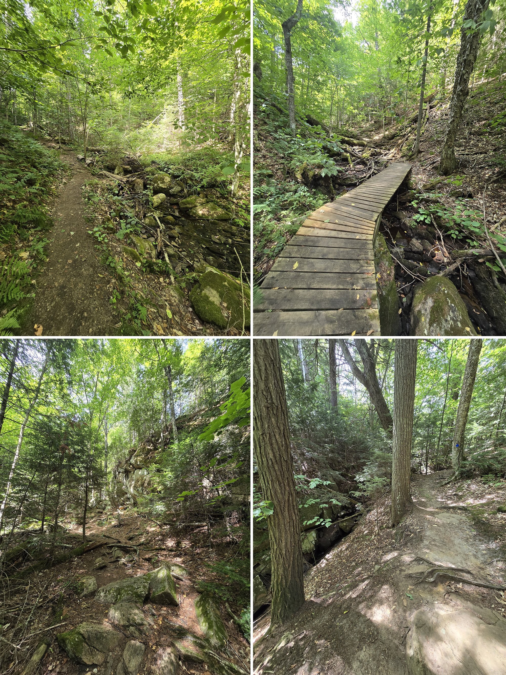 4 part image showing various views along the Bat Lake Hiking Trail in Algonquin Provincial Park.