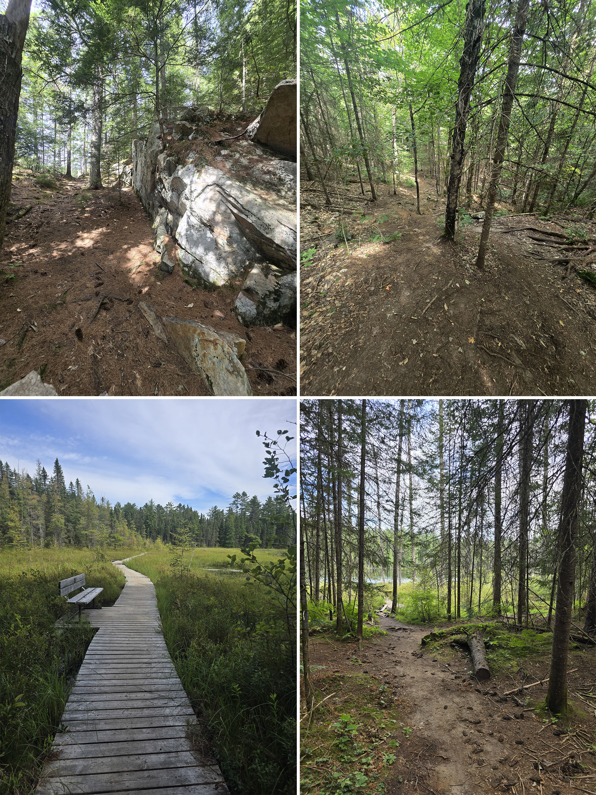 4 part image showing various views along the Bat Lake Hiking Trail in Algonquin Provincial Park.