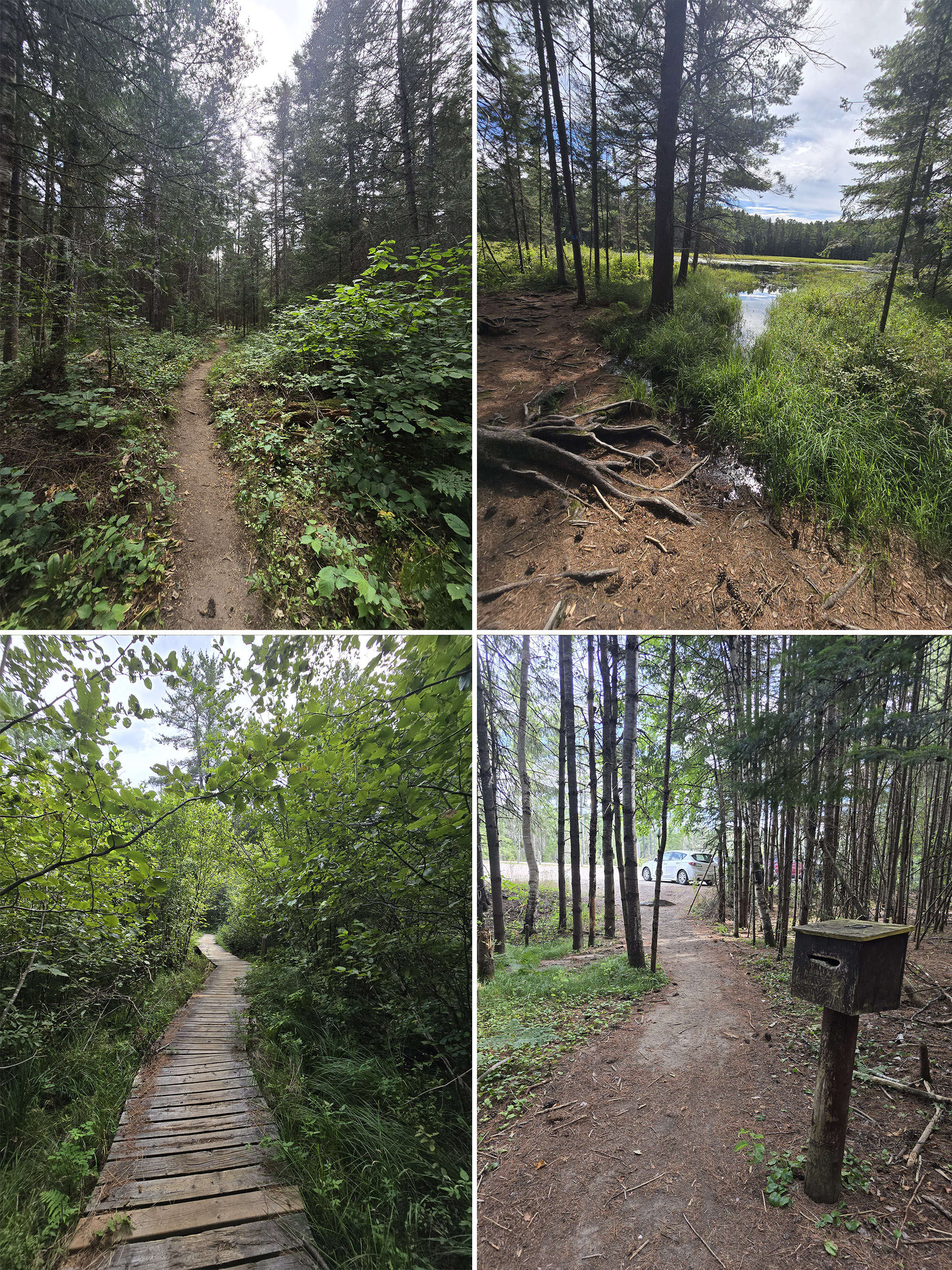 4 part image showing various views along the Bat Lake Hiking Trail in Algonquin Provincial Park.
