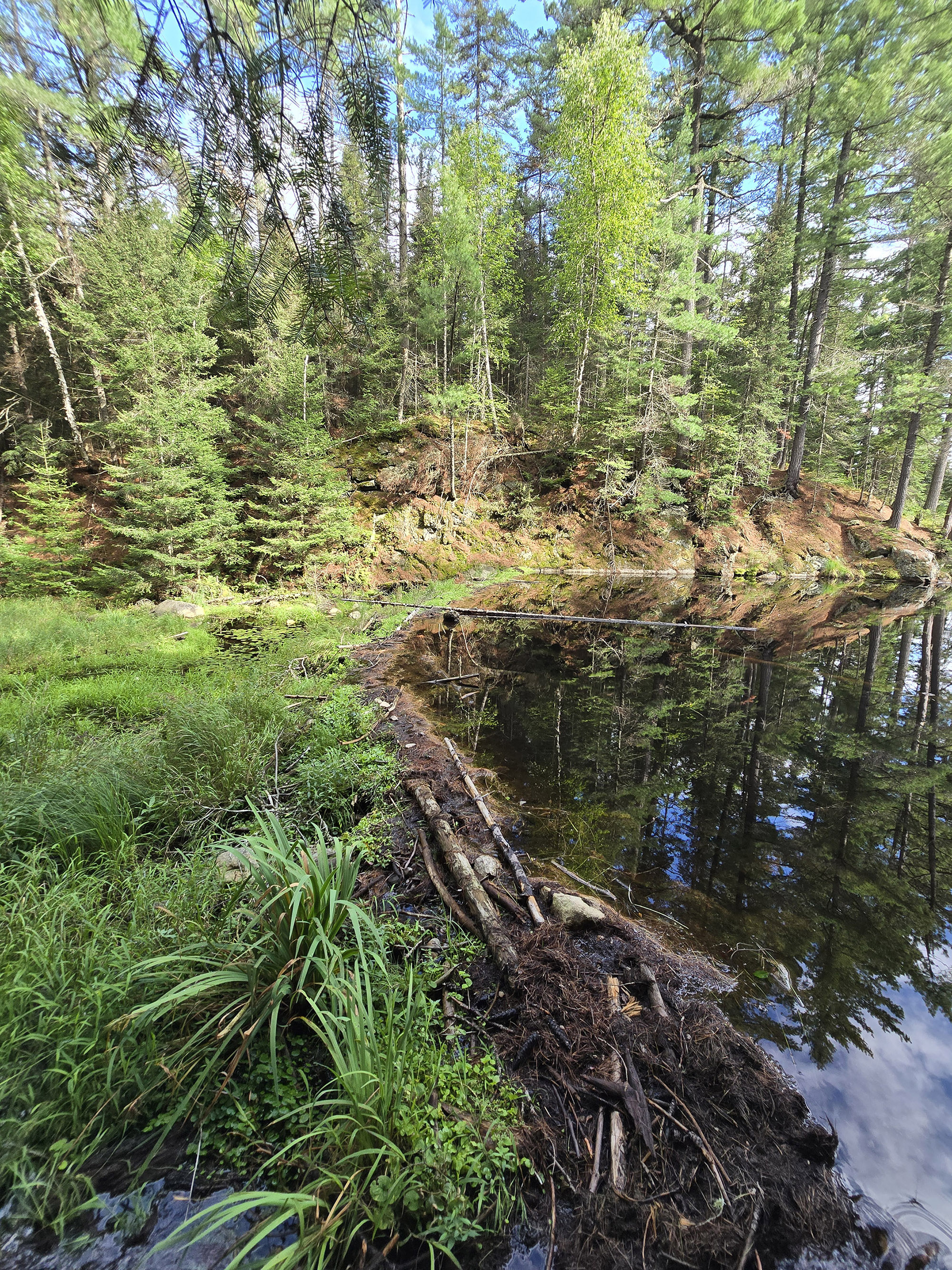 A scenic view along the Beaver Pond Trail in Algonquin Provincial Park.