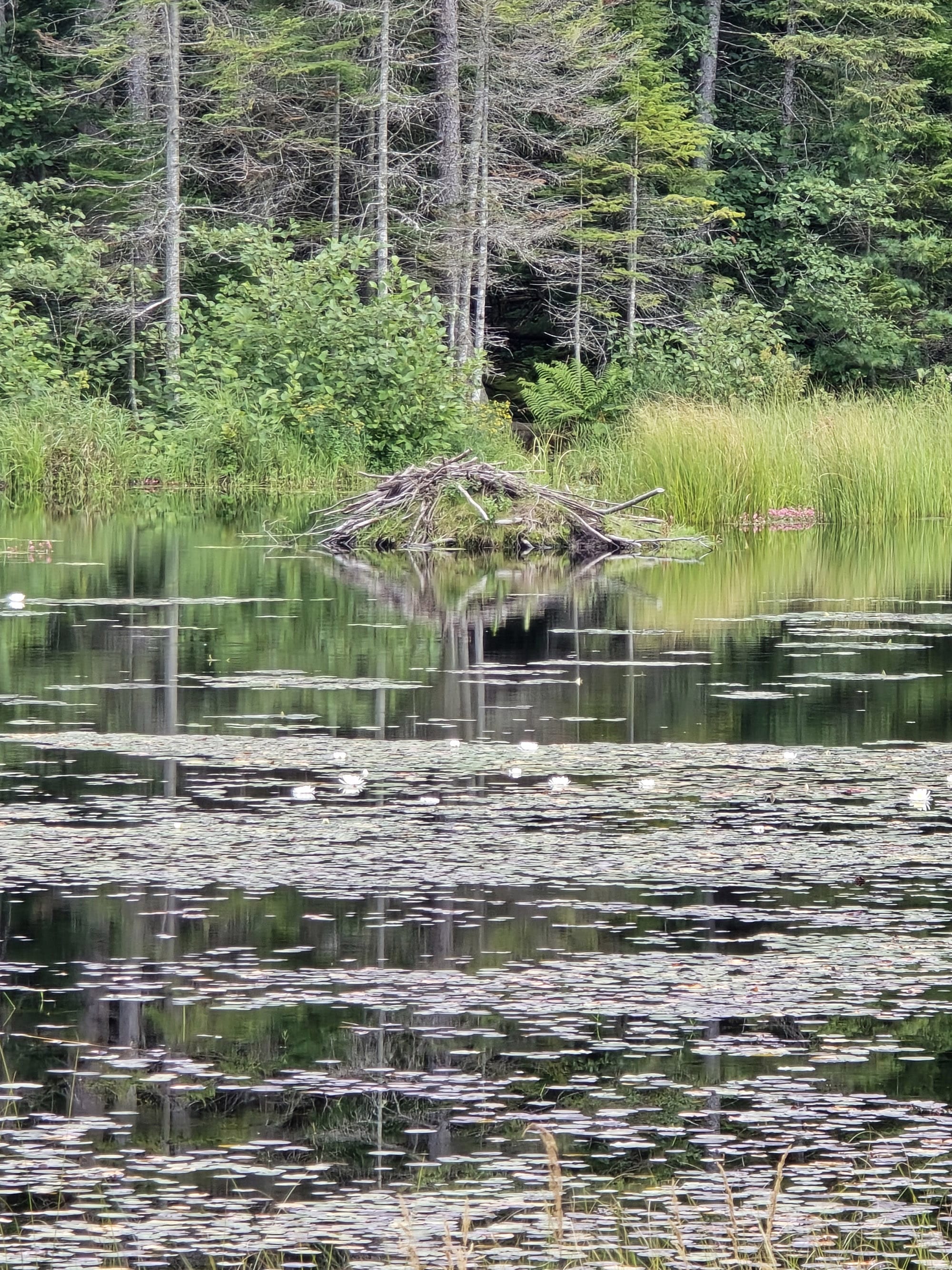 A scenic view along the Beaver Pond Trail in Algonquin Provincial Park.