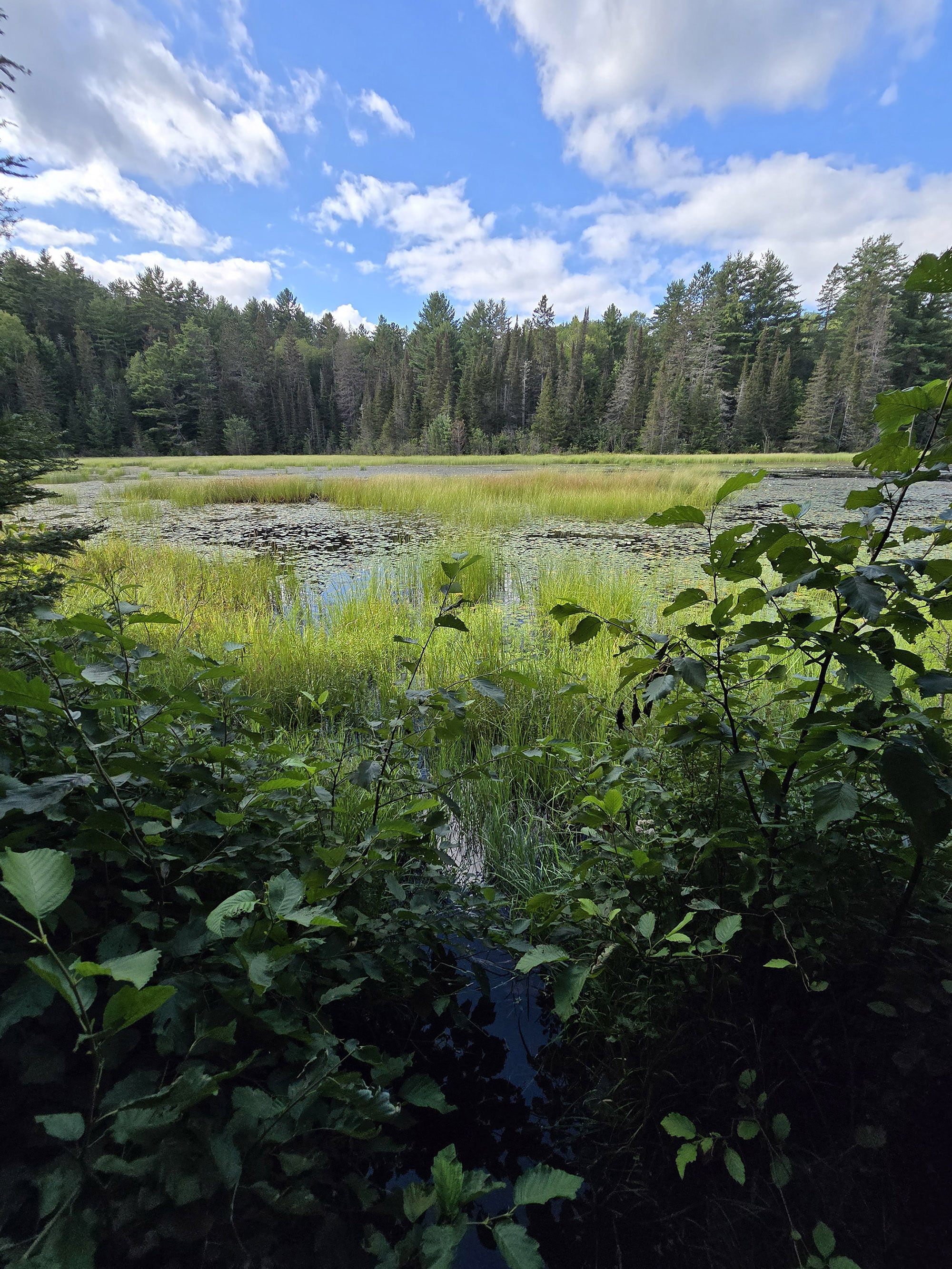 A scenic view along the Beaver Pond Trail in Algonquin Provincial Park.