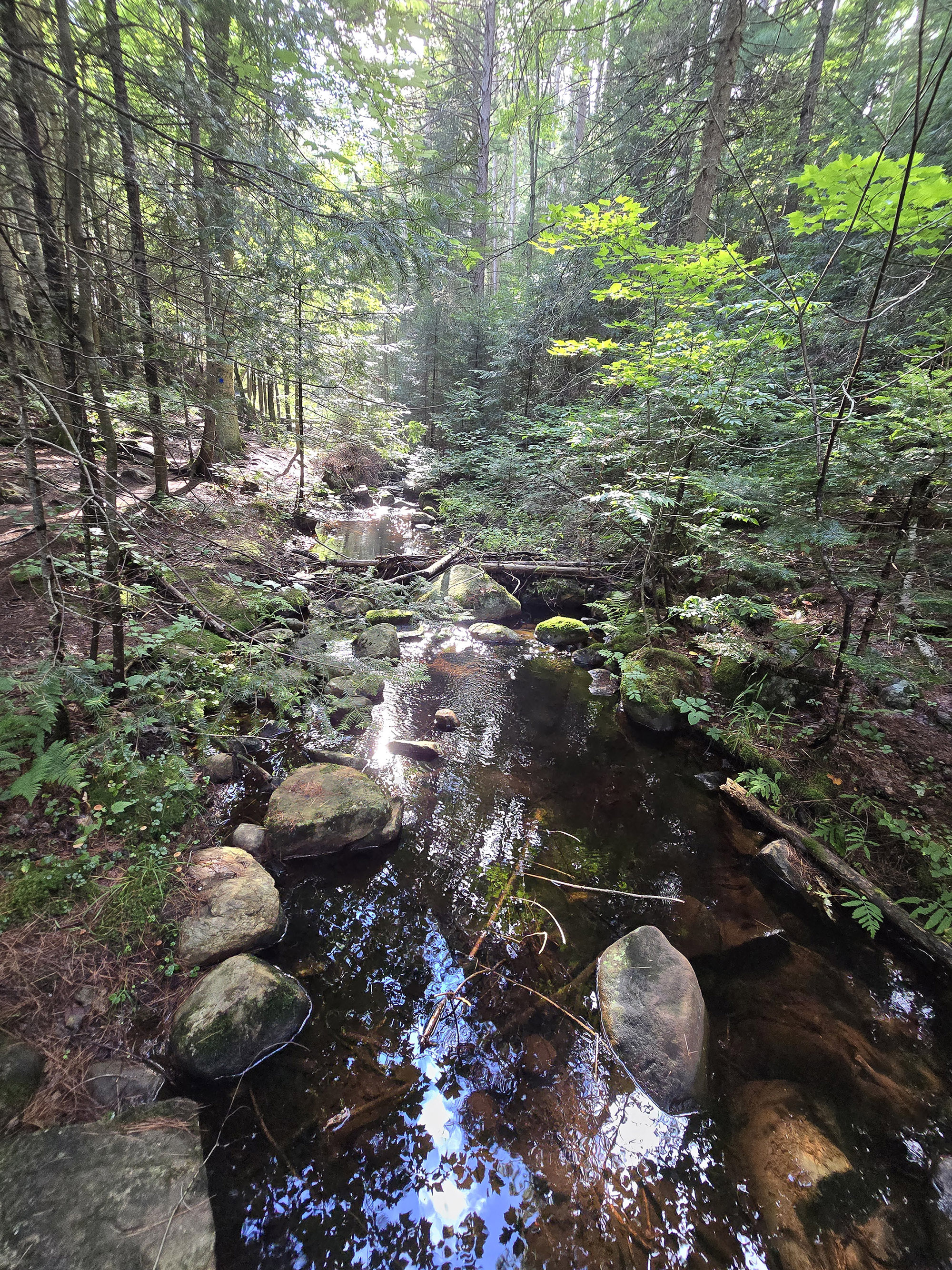 A scenic view along the Beaver Pond Trail in Algonquin Provincial Park.