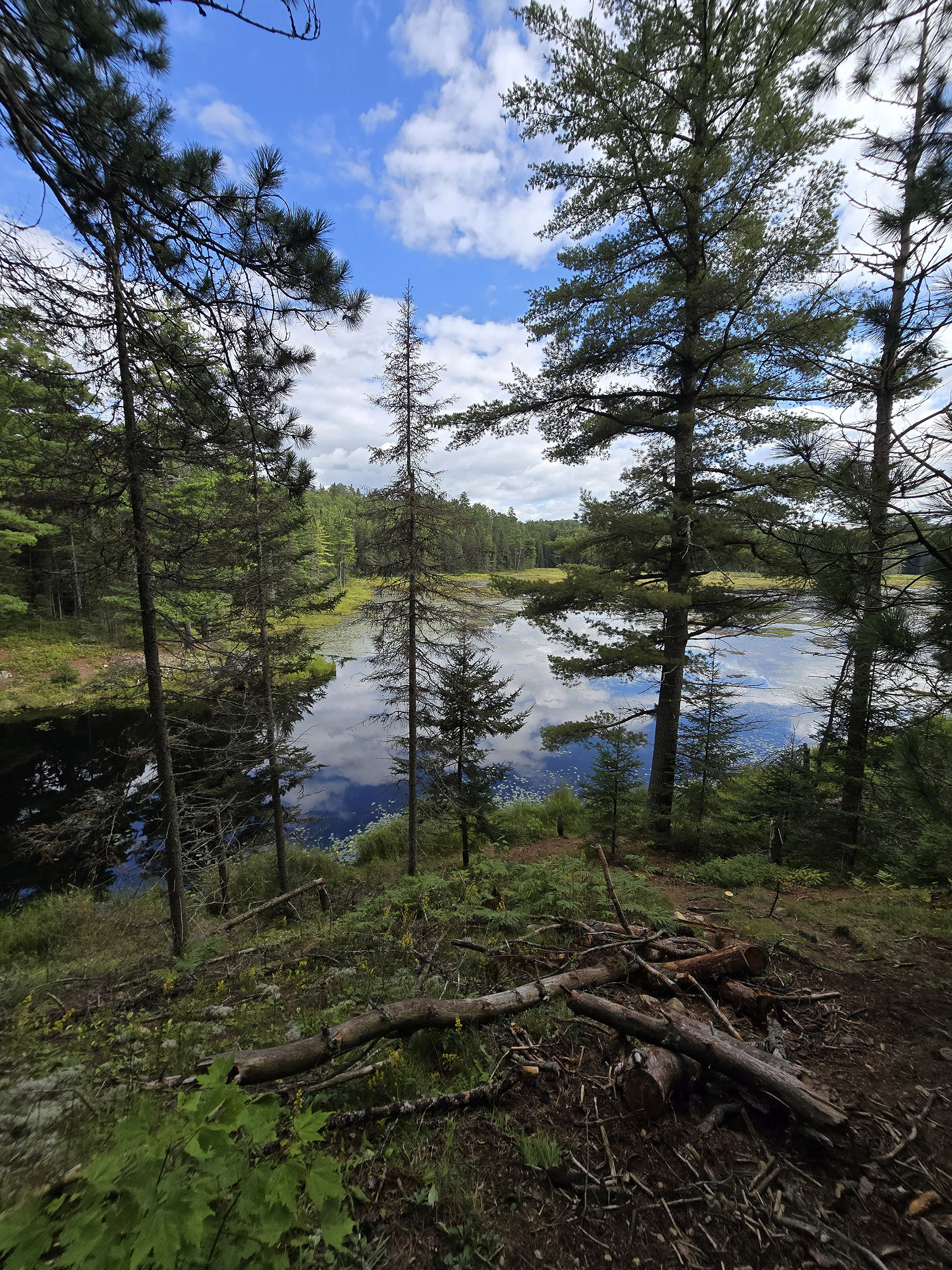 A scenic view along the Beaver Pond Trail in Algonquin Provincial Park.