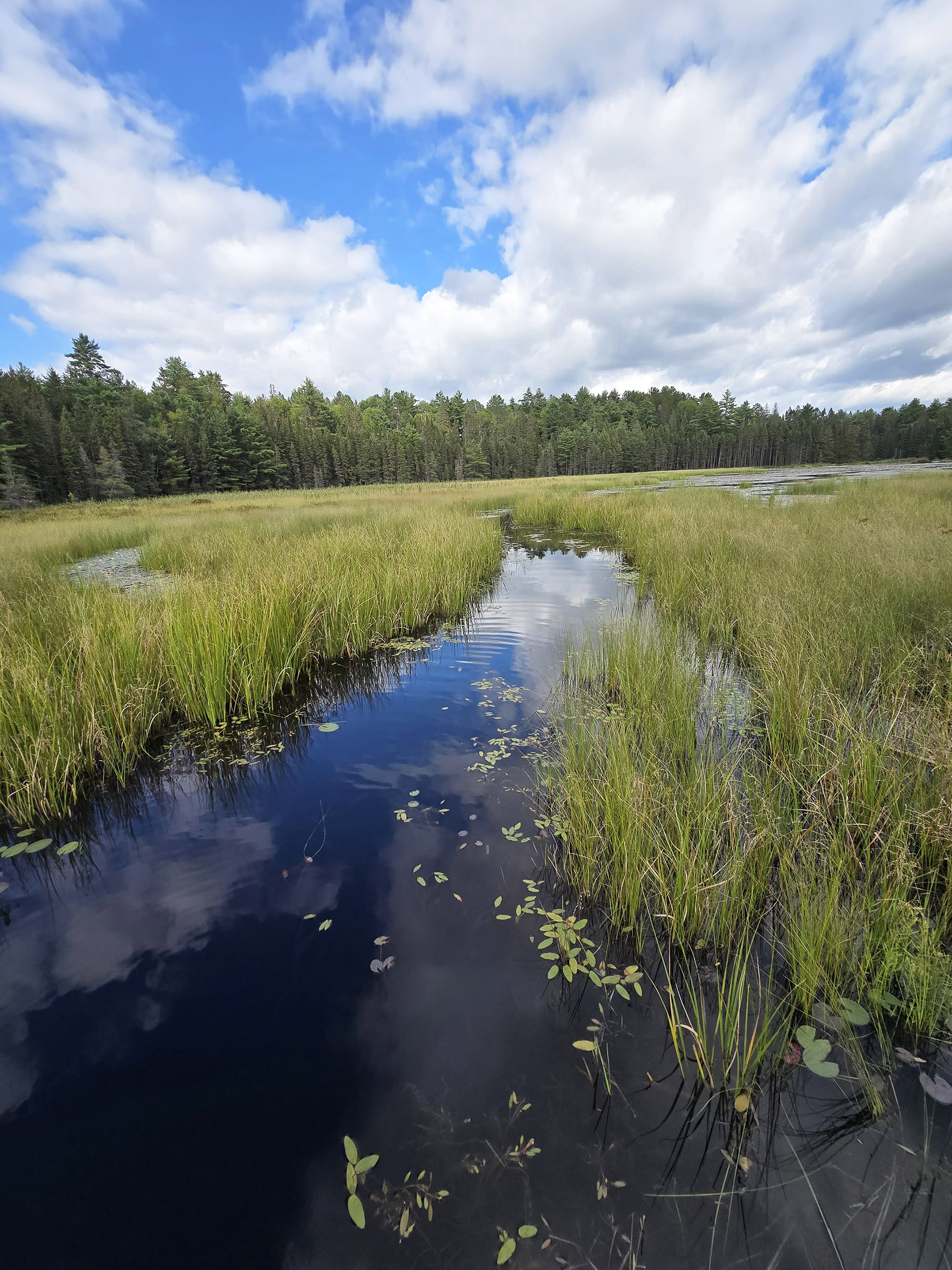 A scenic view along the Beaver Pond Trail in Algonquin Provincial Park.